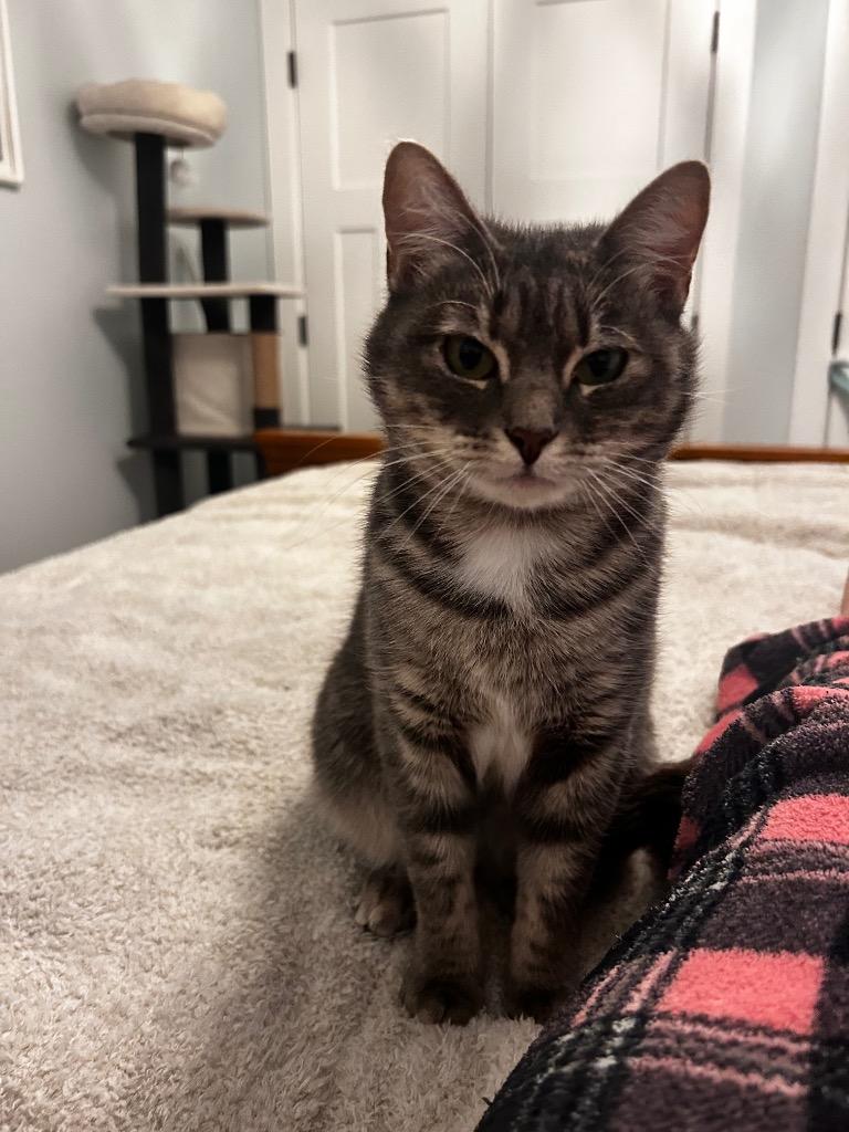 Willow Hunter, a Adoptable Domestic Short Hair in Gorham, ME image 5/5