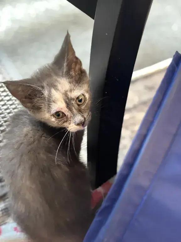 Latte, Adoptable, Kitten Female Domestic Short Hair.