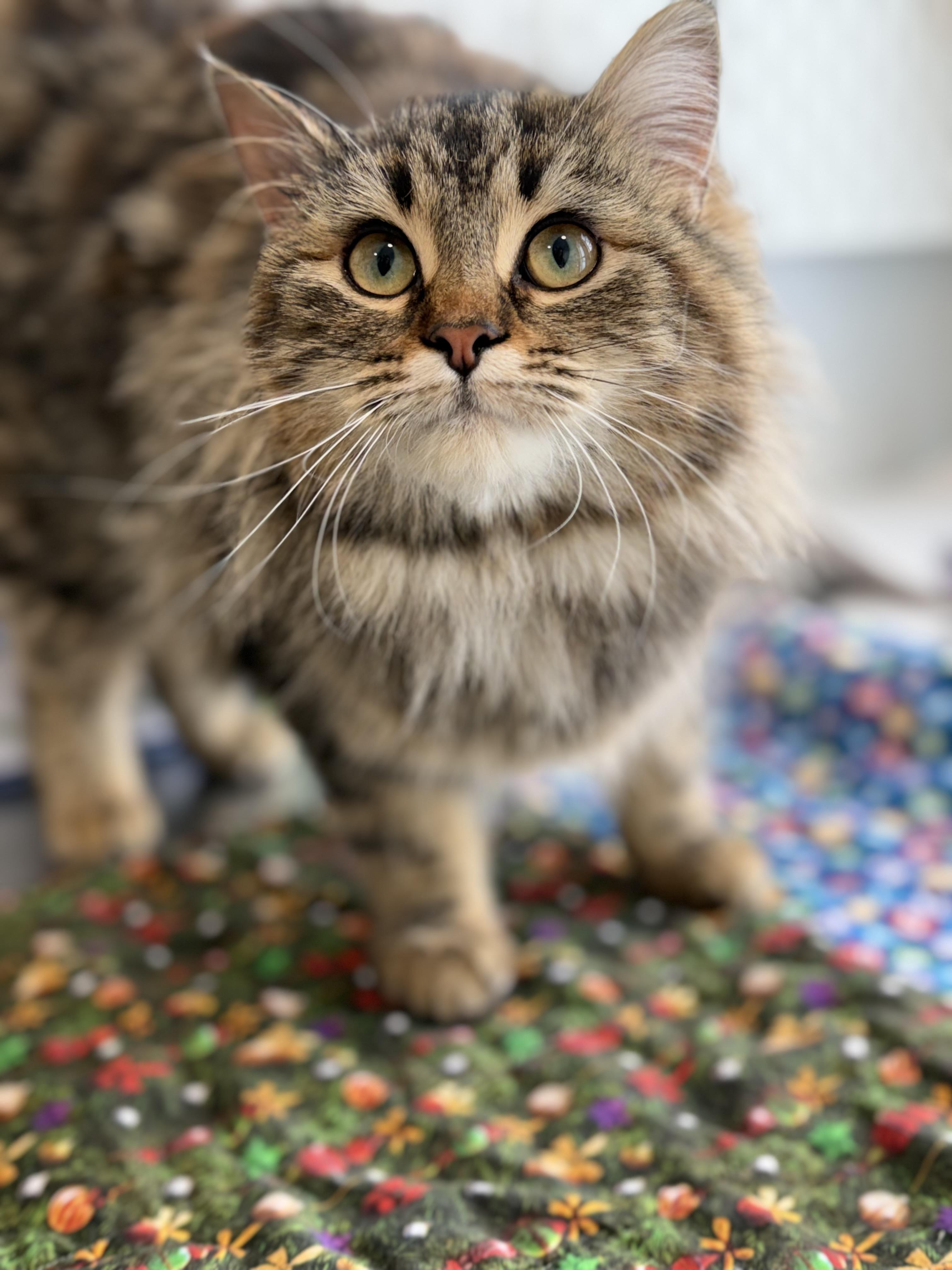 Enlarge Miss Puff, a Adoptable mixed breed in Steinbach, MB image 1/6