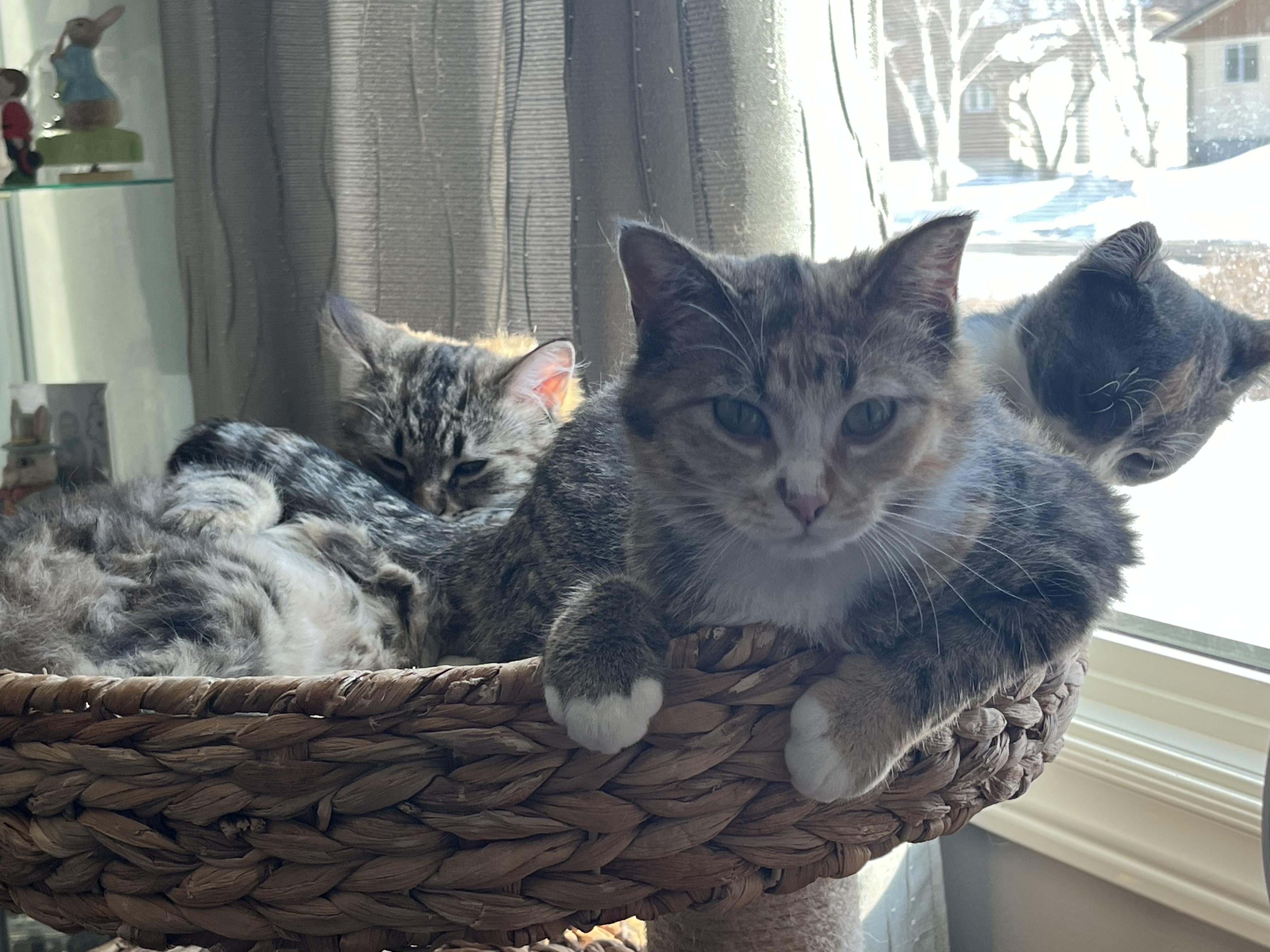 Enlarge Miss Puff, a Adoptable mixed breed in Steinbach, MB image 2/6