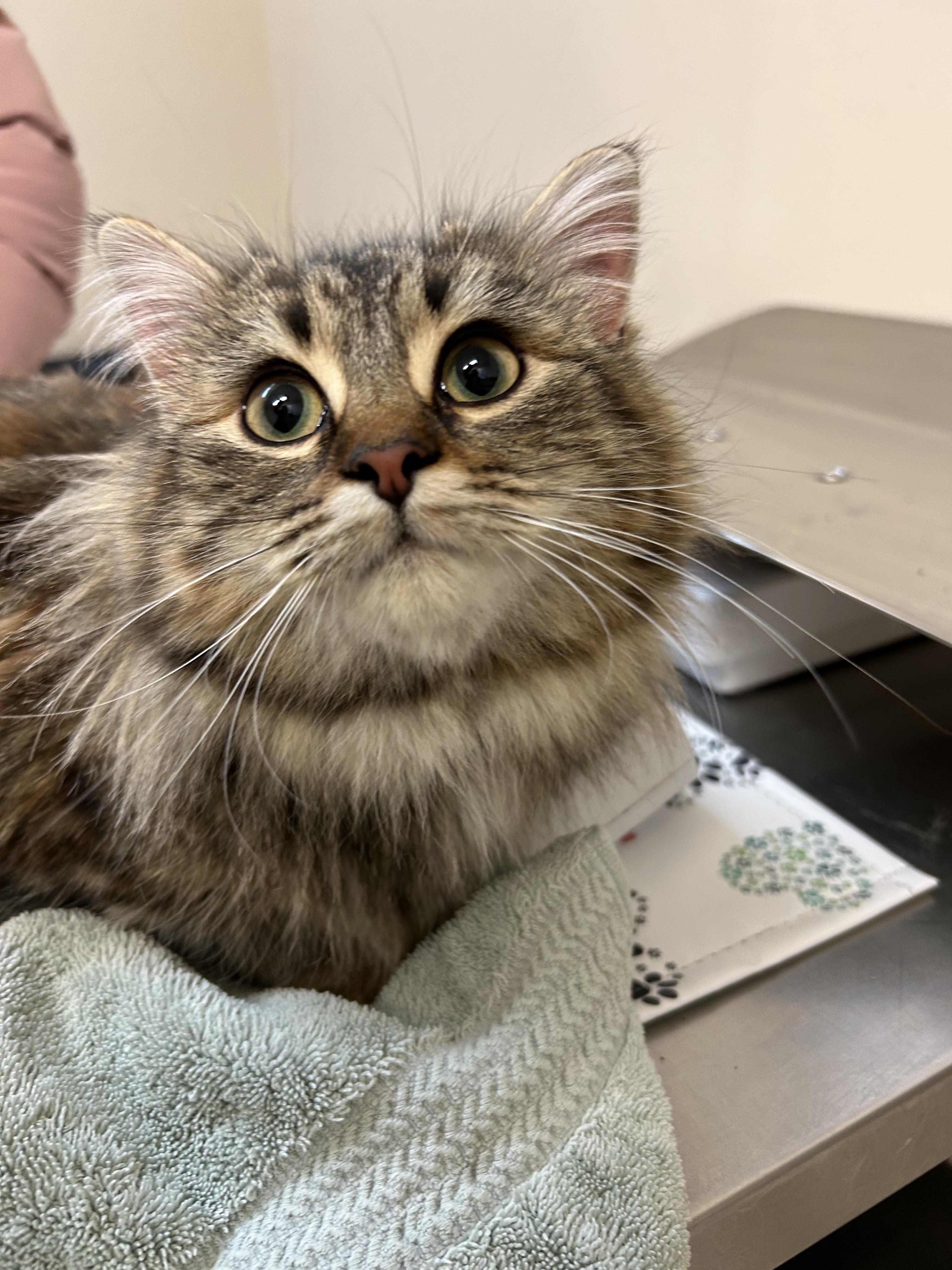 Enlarge Miss Puff, a Adoptable mixed breed in Steinbach, MB image 2/6