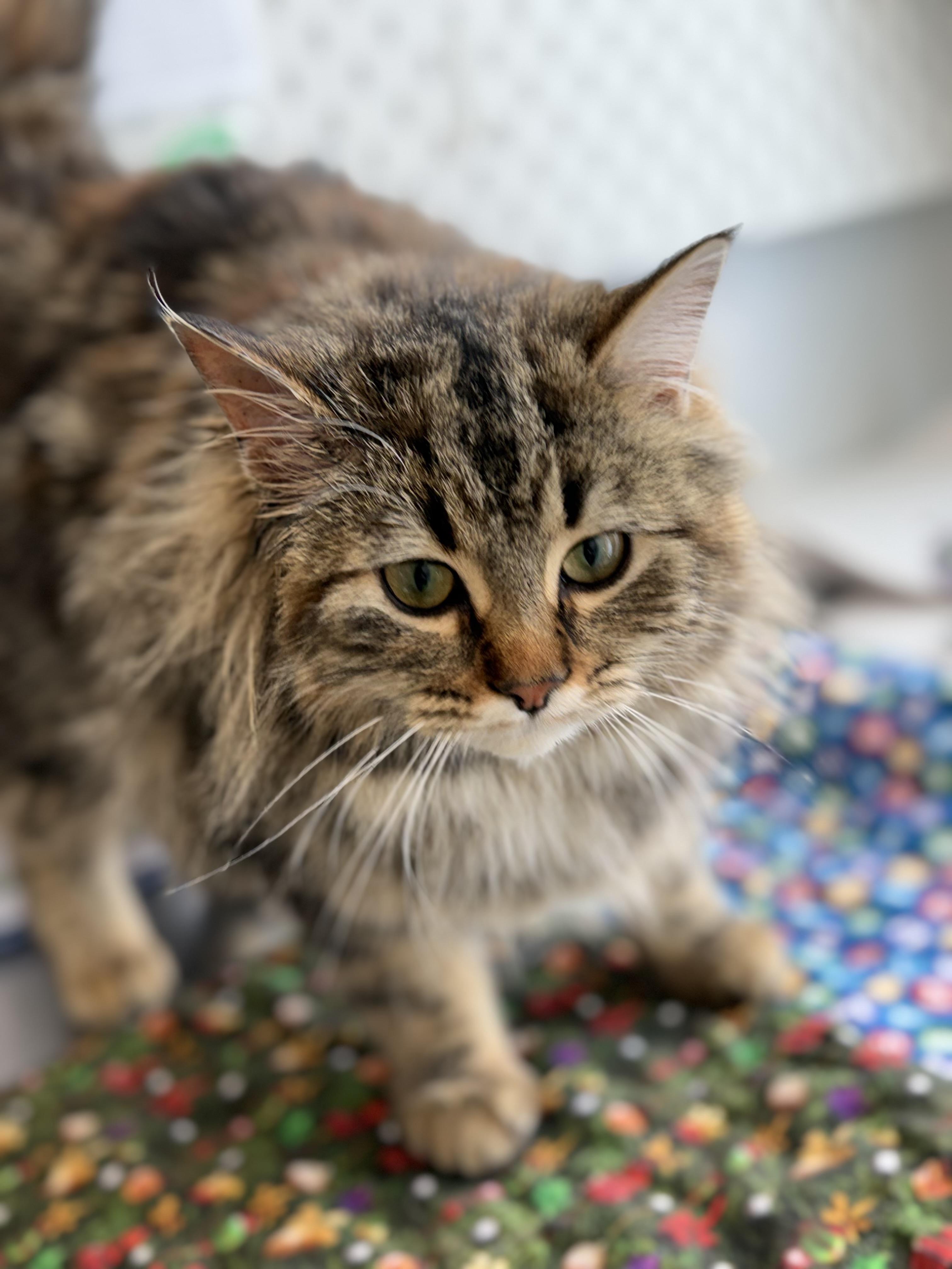 Enlarge Miss Puff, a Adoptable mixed breed in Steinbach, MB image 5/6