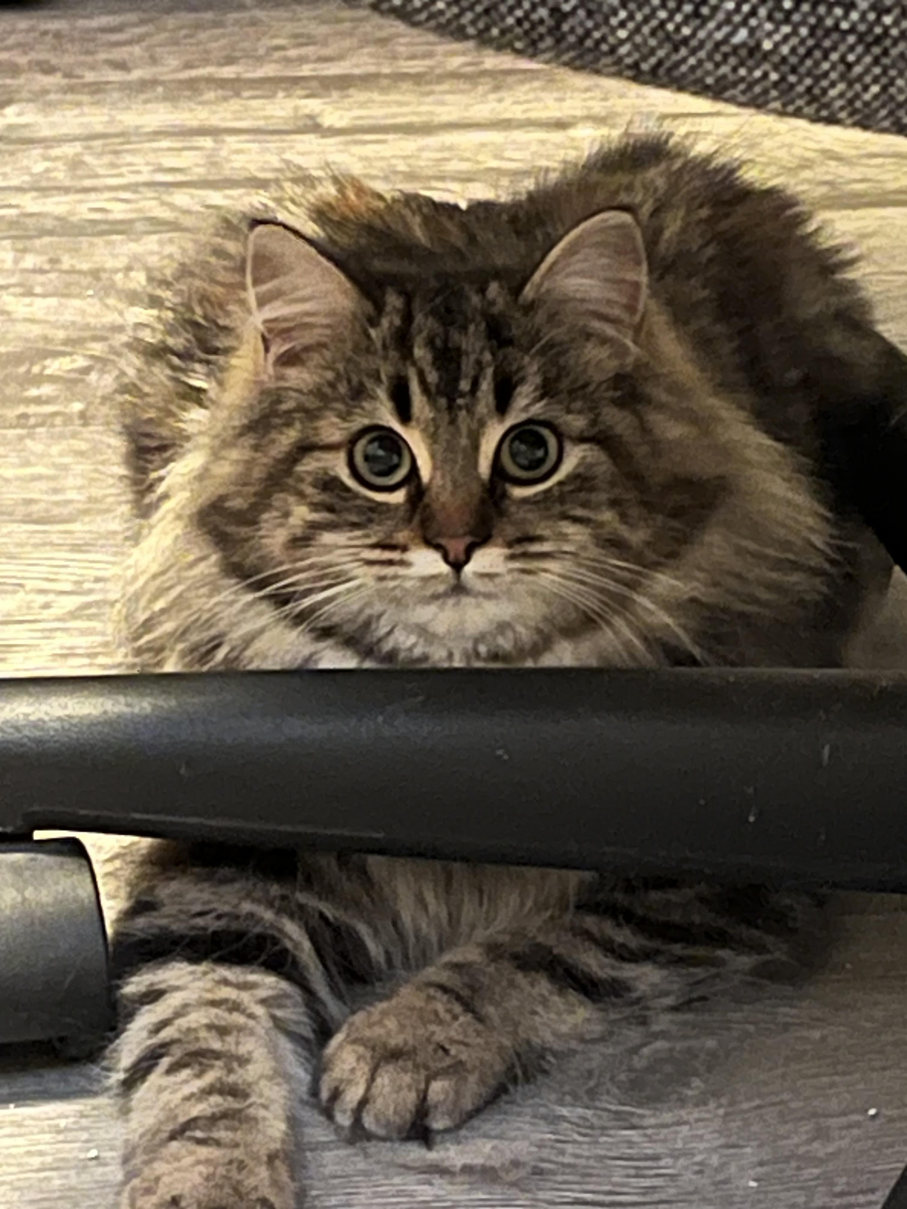 Enlarge Miss Puff, a Adoptable mixed breed in Steinbach, MB image 6/6