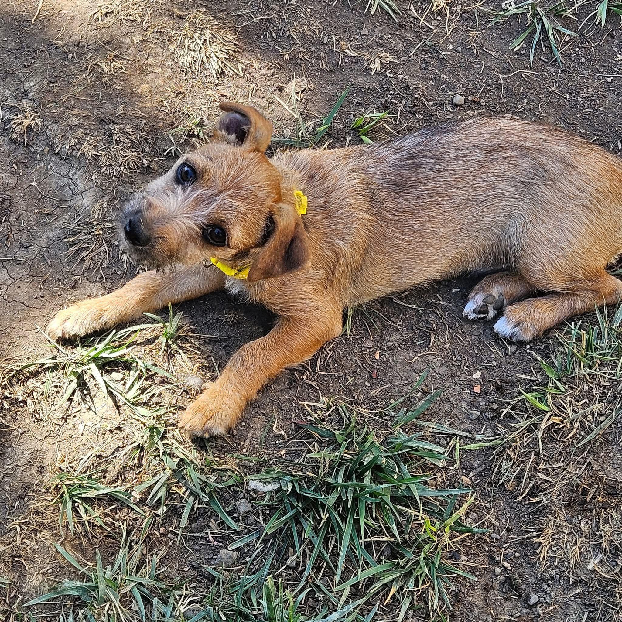 Lacey