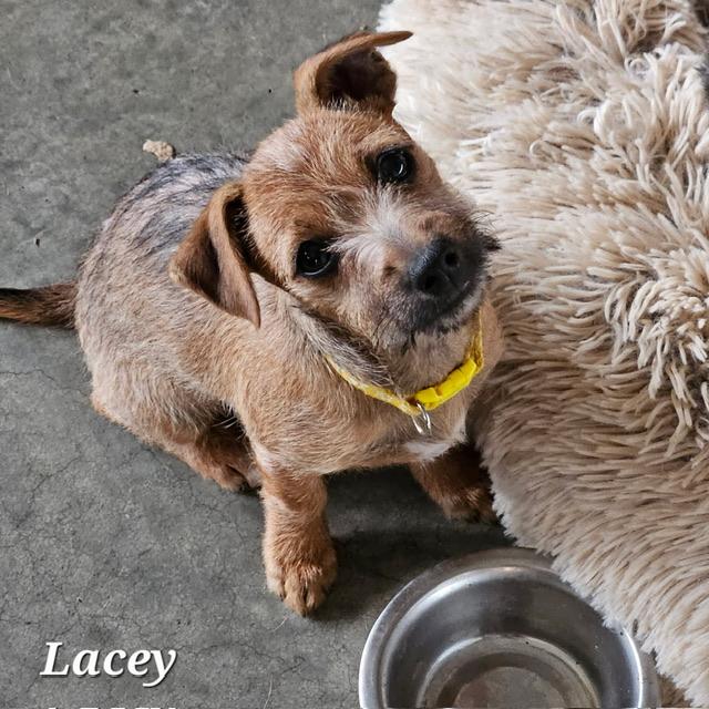 Lacey