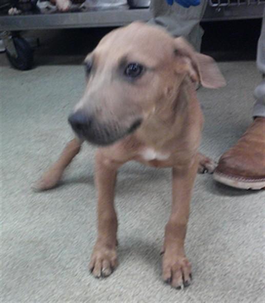 MEAT STICK, Adoptable, Puppy Male Staffordshire Bull Terrier & Mixed Breed.
