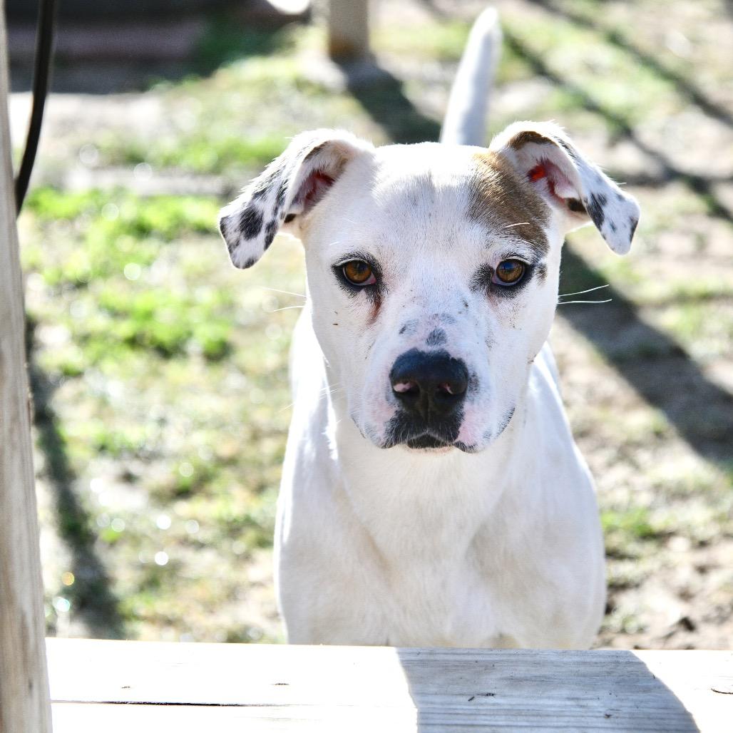 Mac, Adoptable, Young Male Pit Bull Terrier.