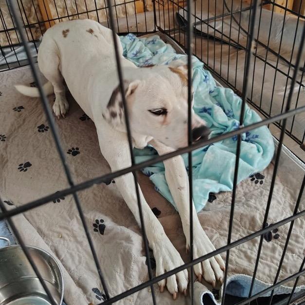 Enlarge Mac, a Adoptable Pit Bull Terrier in Floresville, TX image 2/6