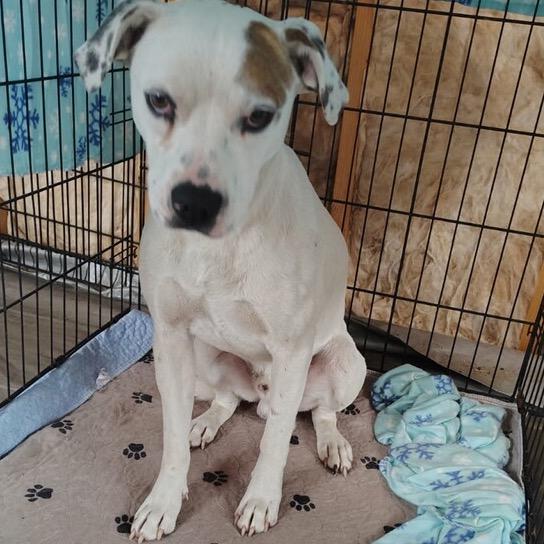 Enlarge Mac, a Adoptable Pit Bull Terrier in Floresville, TX image 3/6