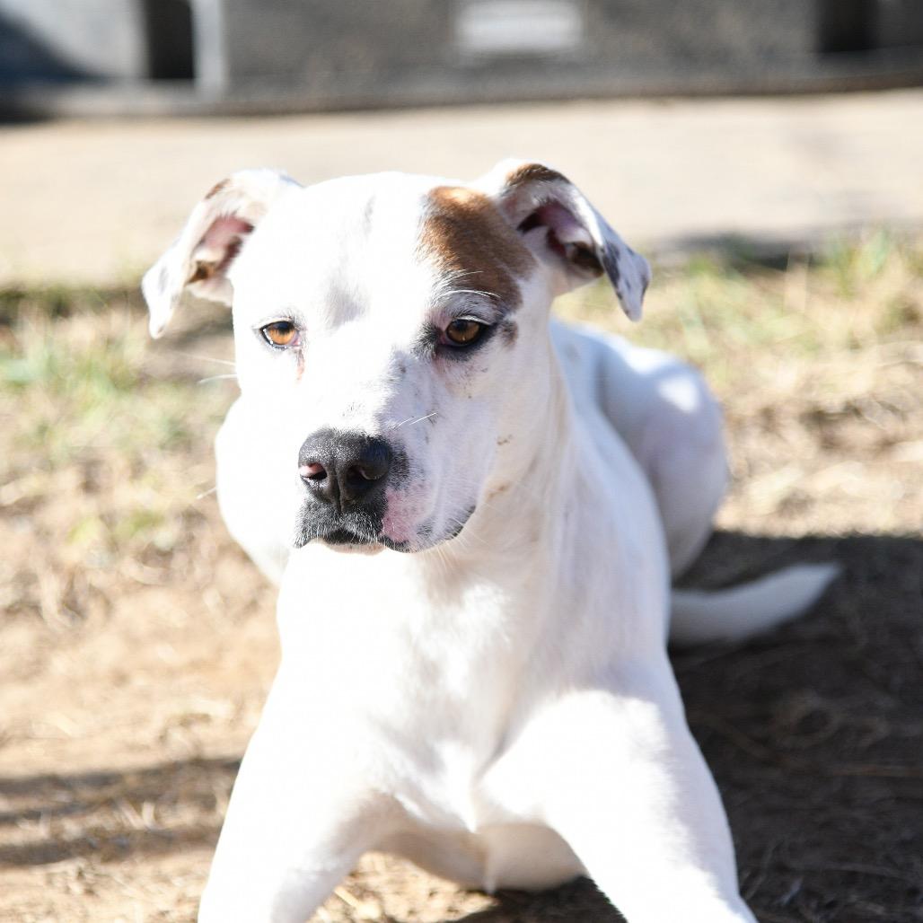 Enlarge Mac, a Adoptable Pit Bull Terrier in Floresville, TX image 4/6