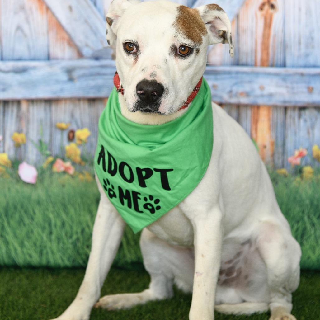 Enlarge Mac, a Adoptable Pit Bull Terrier in Floresville, TX image 5/6