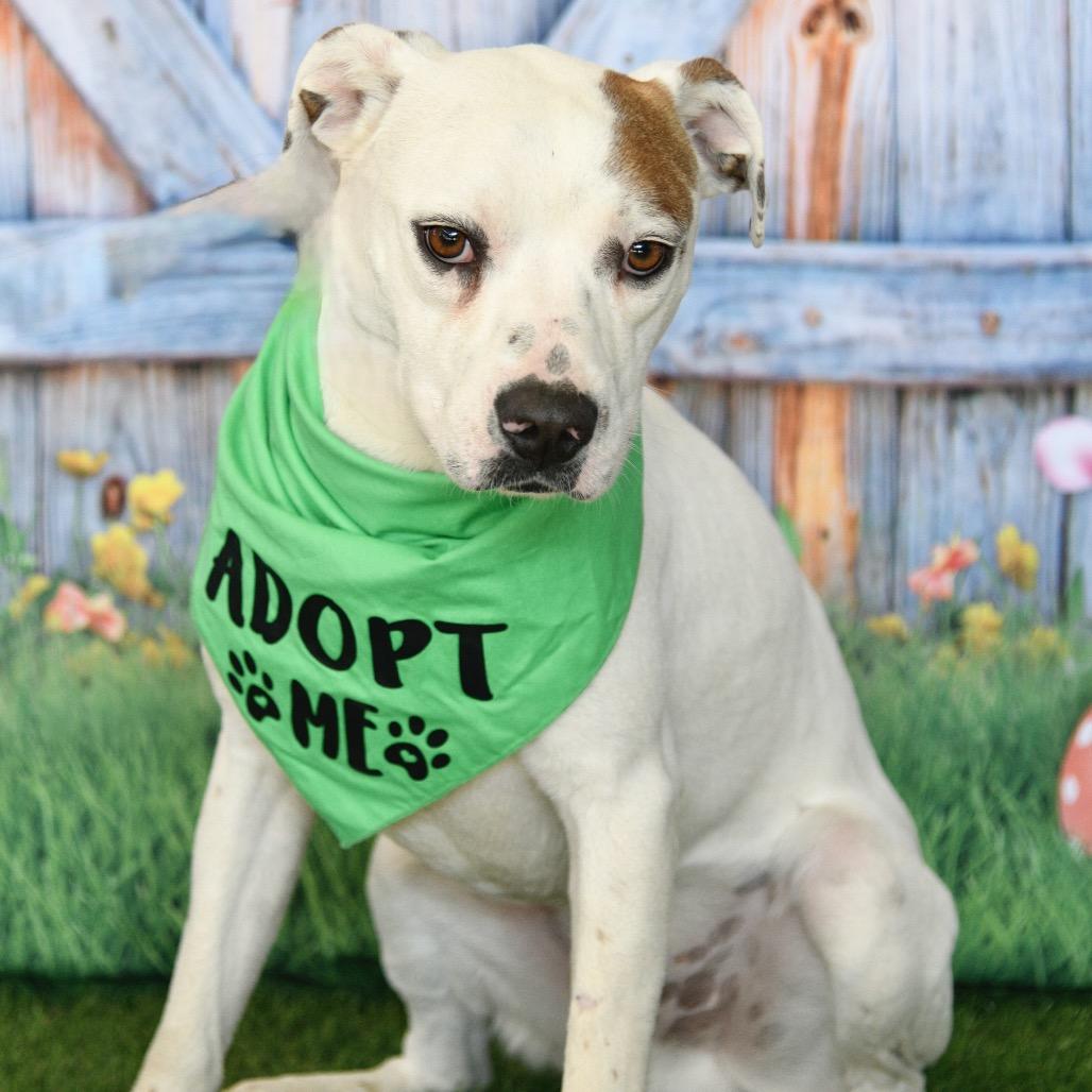 Enlarge Mac, a Adoptable Pit Bull Terrier in Floresville, TX image 6/6