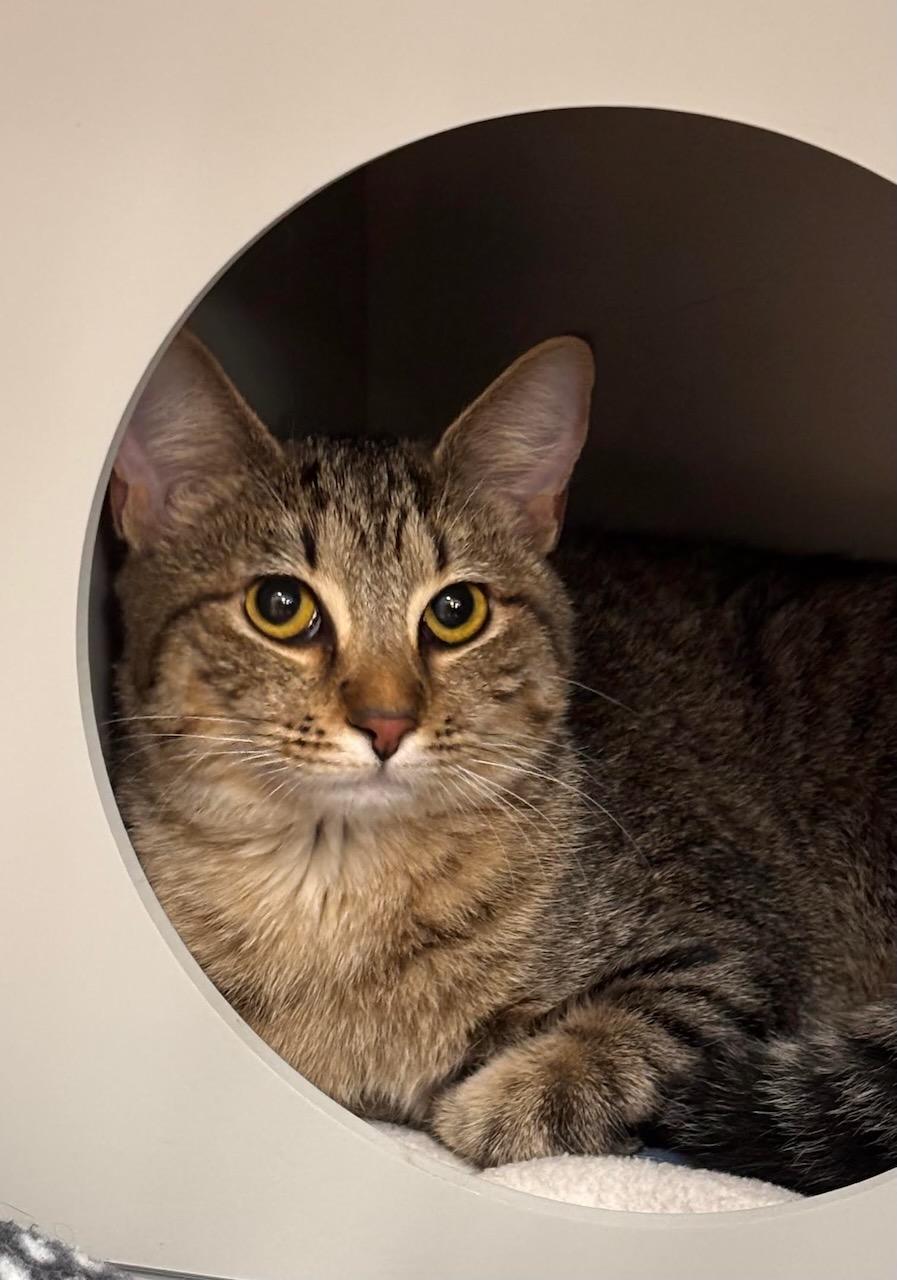 Jasmine, ADOPTABLE, Young Female Domestic Short Hair.