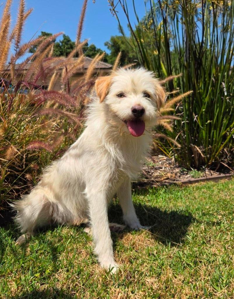 Enlarge Benji - Adopt Me!, a Adoptable mixed breed in Lake Forest, CA image 1/5