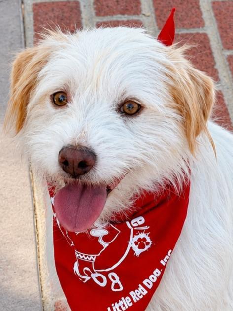 Enlarge Benji - Adopt Me!, a Adoptable mixed breed in Lake Forest, CA image 2/5