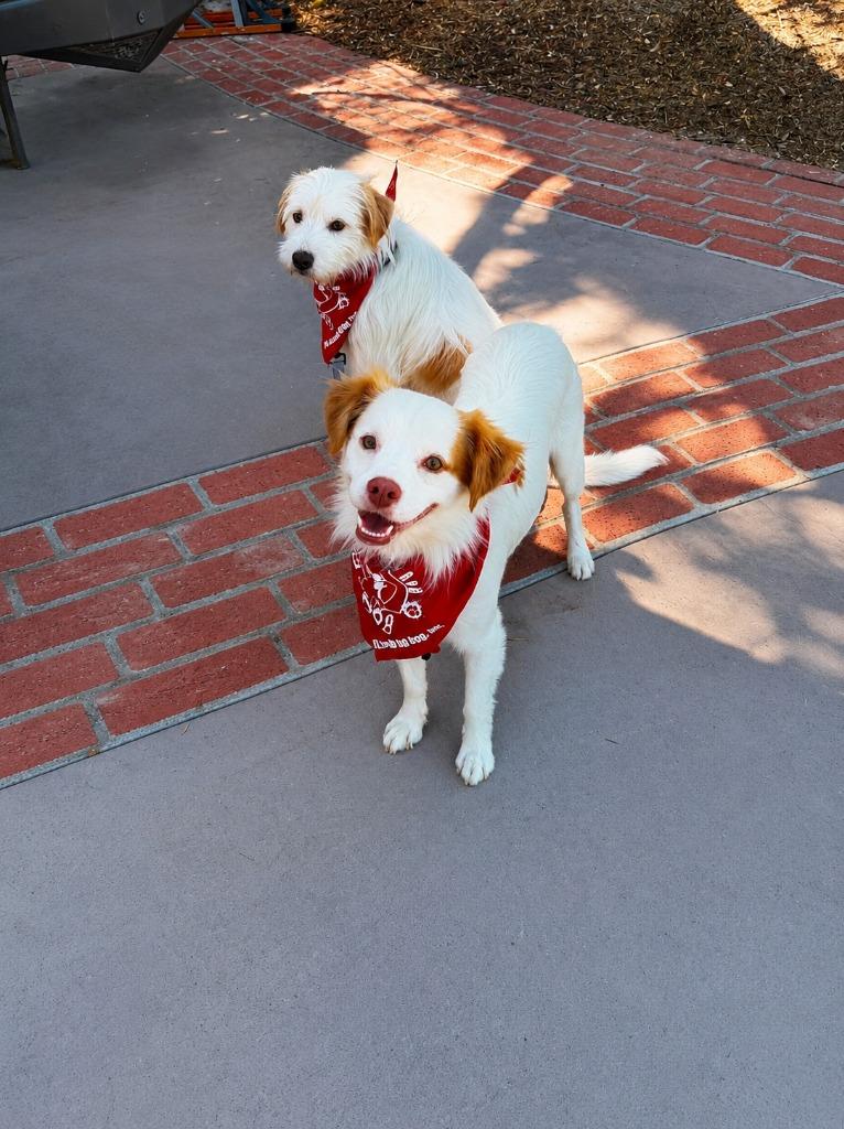 Enlarge Benji - Adopt Me!, a Adoptable mixed breed in Lake Forest, CA image 3/5