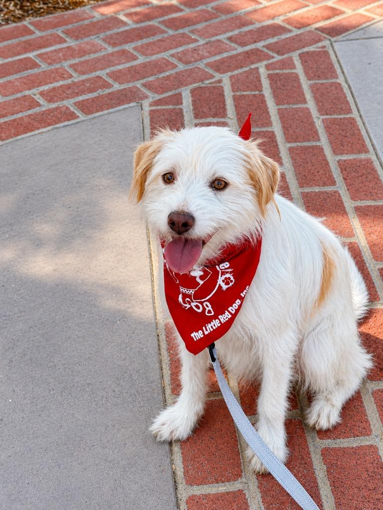 Enlarge Benji - Adopt Me!, a Adoptable mixed breed in Lake Forest, CA image 4/5