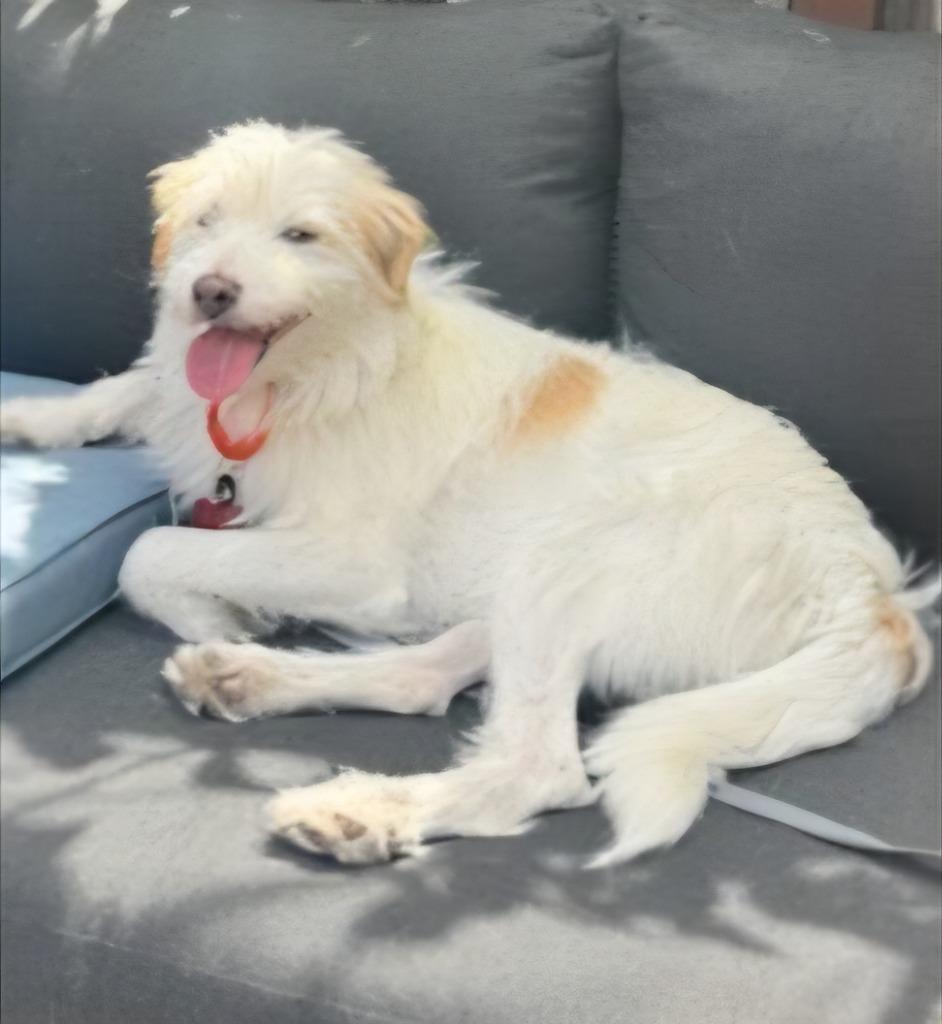Enlarge Benji - Adopt Me!, a Adoptable mixed breed in Lake Forest, CA image 5/5