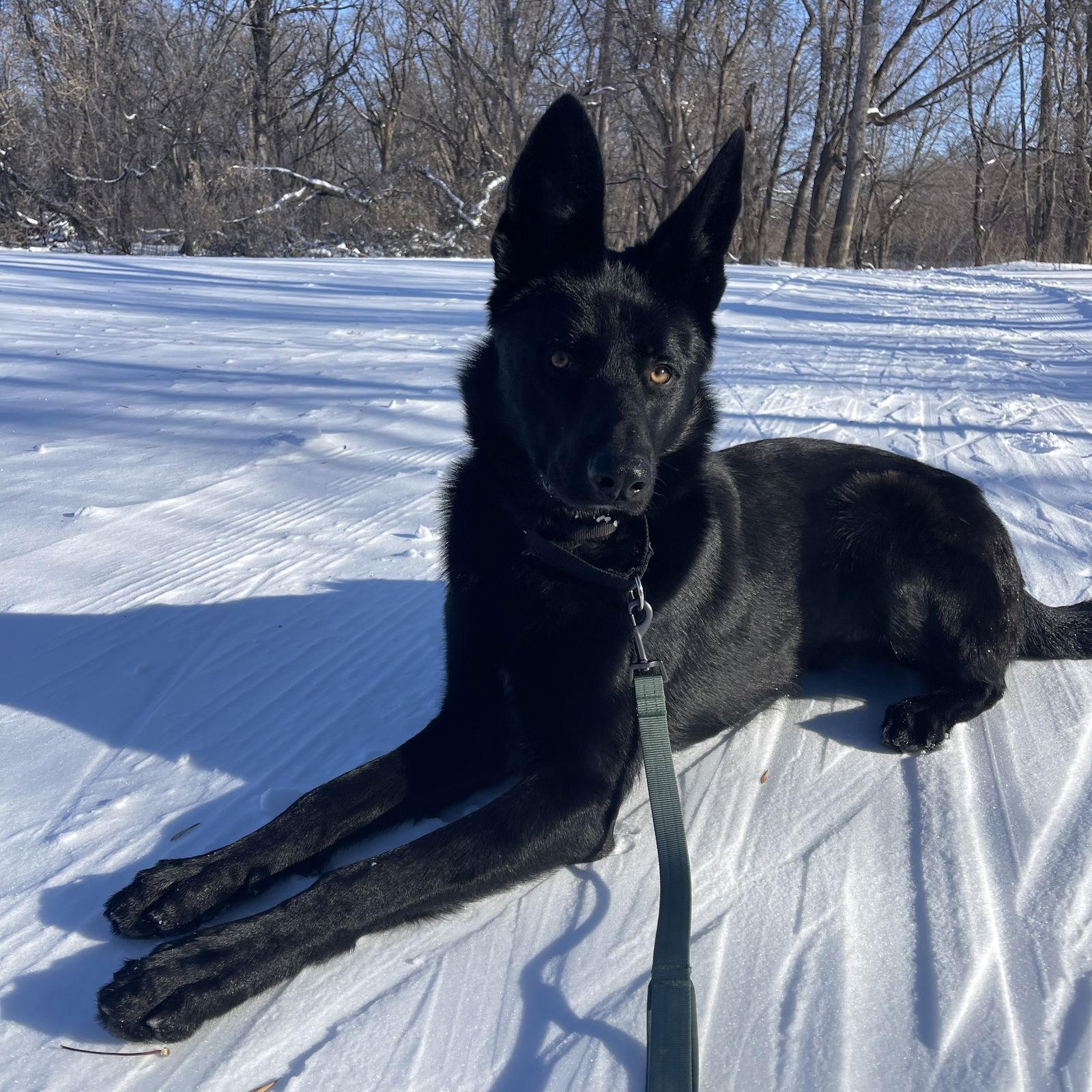 Keekai, a Adoptable German Shepherd Dog in Fargo, ND image 1/3