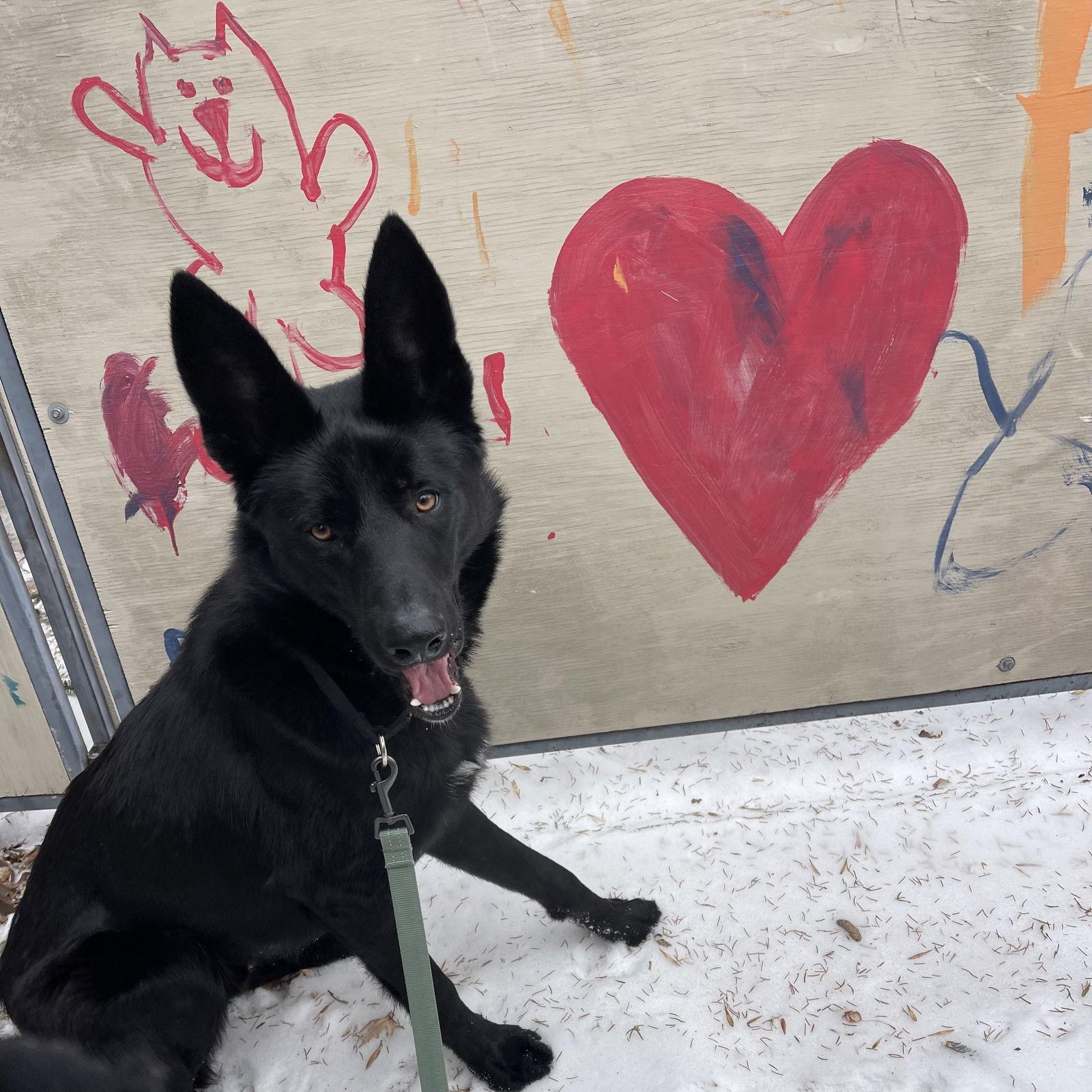 Keekai, Adoptable, Adult Male German Shepherd Dog.