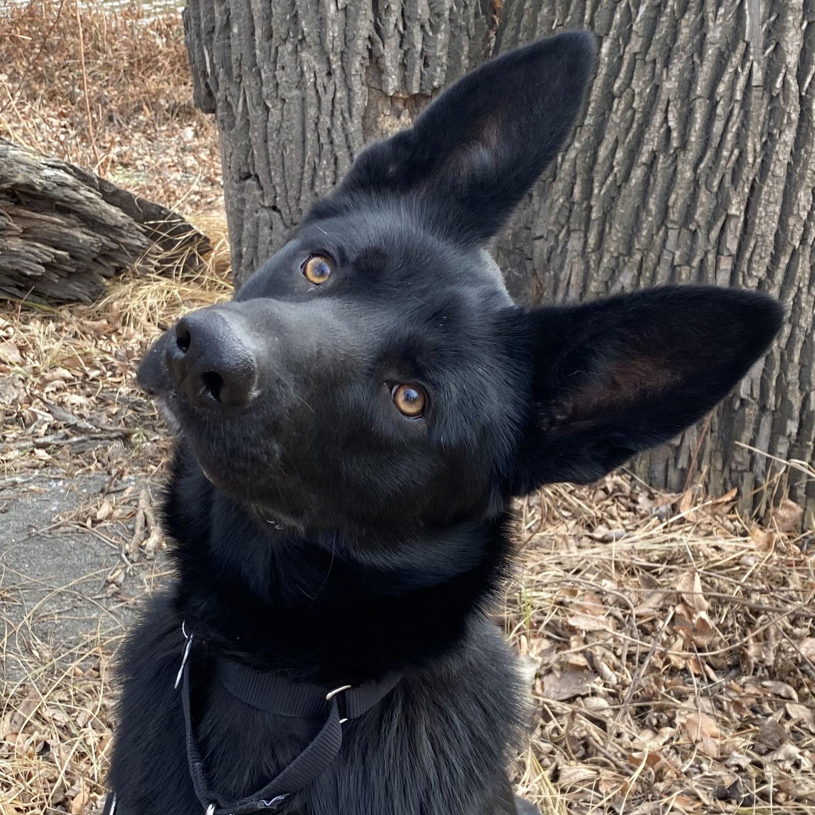 Keekai, a Adoptable German Shepherd Dog in Fargo, ND image 2/3
