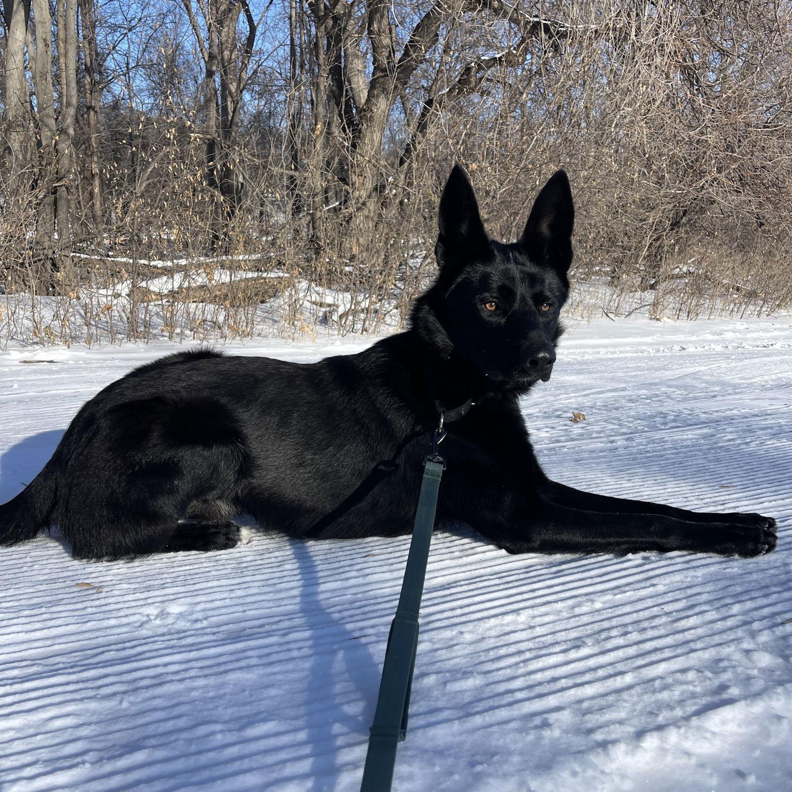Keekai, a Adoptable German Shepherd Dog in Fargo, ND image 3/3