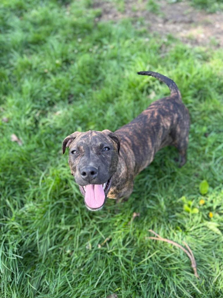 Enlarge Doc, a Adoptable Pit Bull Terrier in Decatur, IN image 2/6
