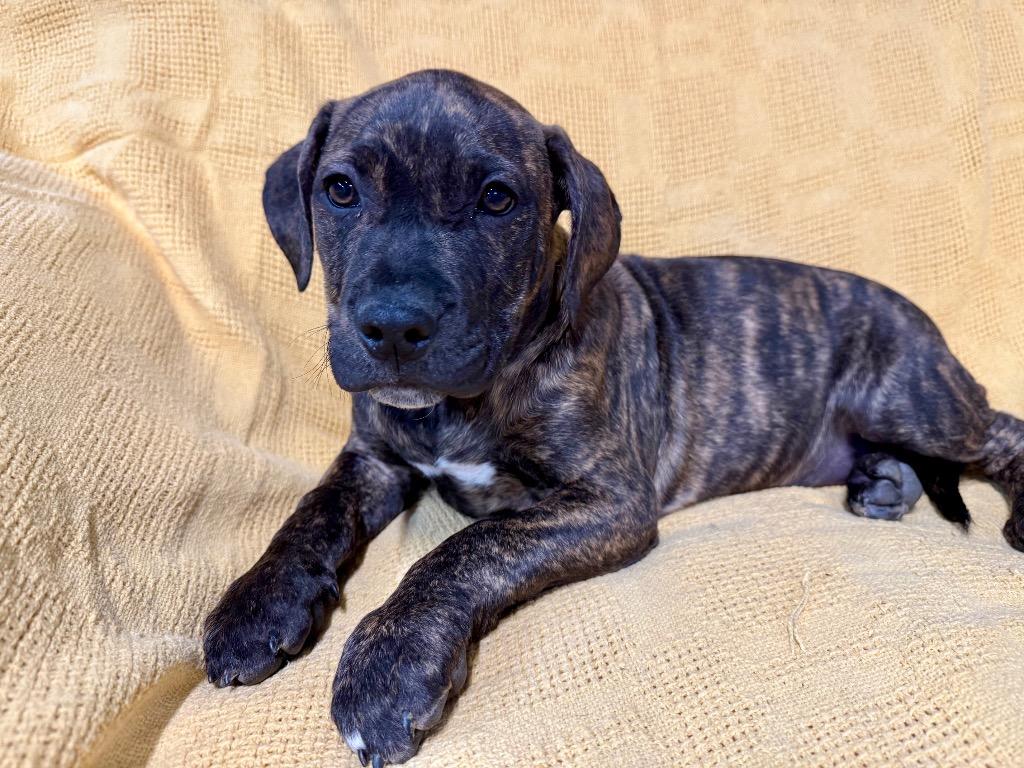 Enlarge Doc, a Adoptable Pit Bull Terrier in Decatur, IN image 3/6