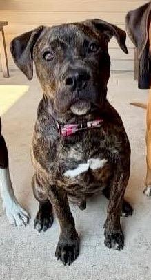 Enlarge Doc, a Adoptable Pit Bull Terrier in Decatur, IN image 6/6