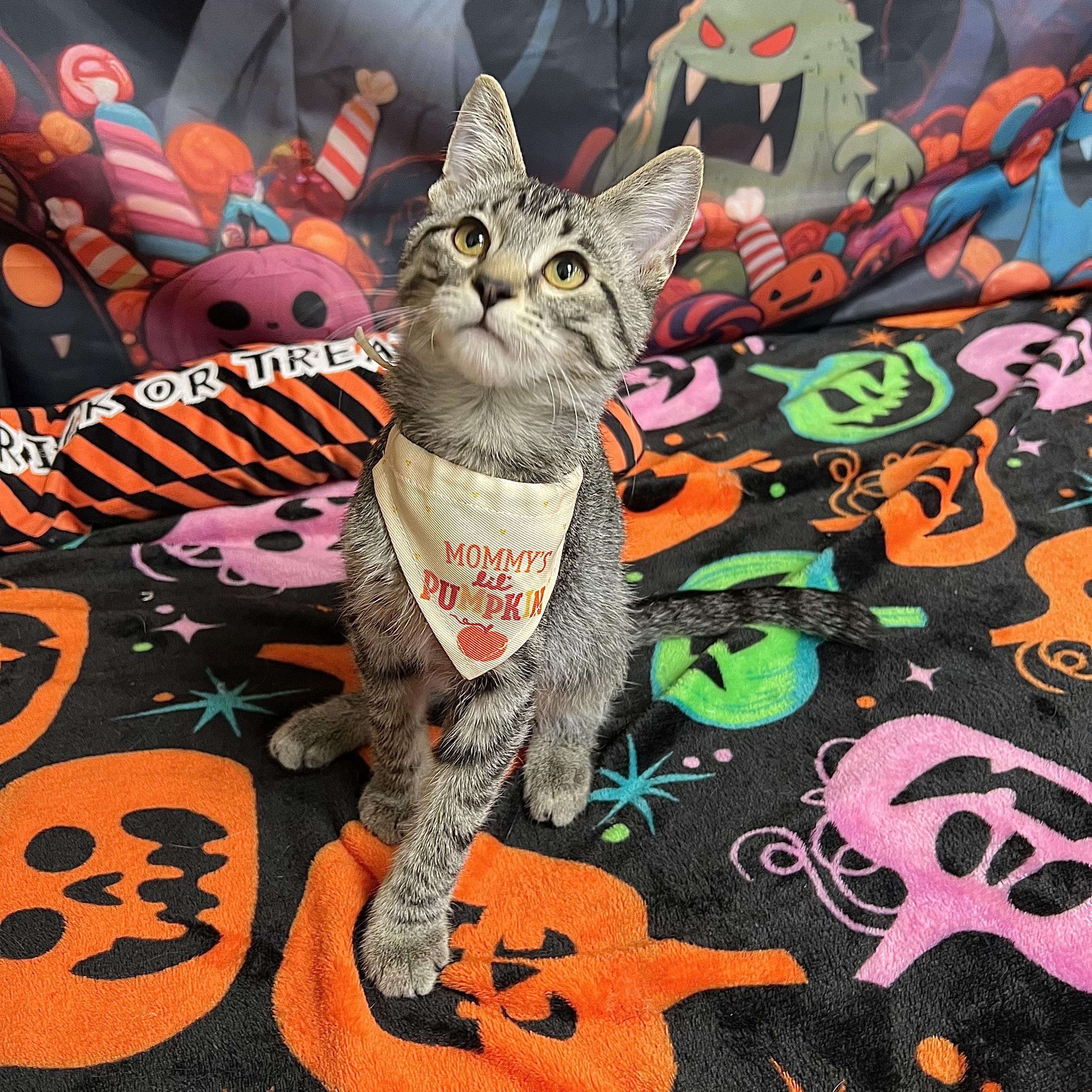 Enlarge Macnair - NO FEE (Sponsored by Figueroas Construction), a Adoptable Domestic Short Hair in Fairmont, MN image 3/6