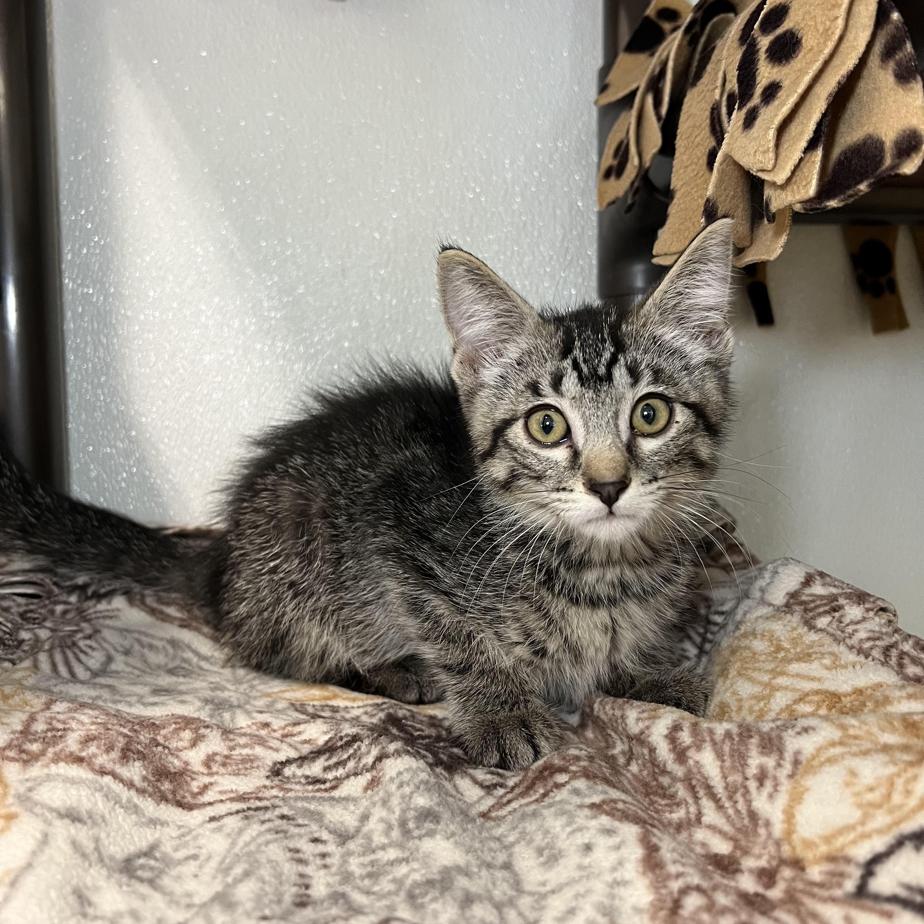 Enlarge Macnair - NO FEE (Sponsored by Figueroas Construction), a Adoptable Domestic Short Hair in Fairmont, MN image 6/6