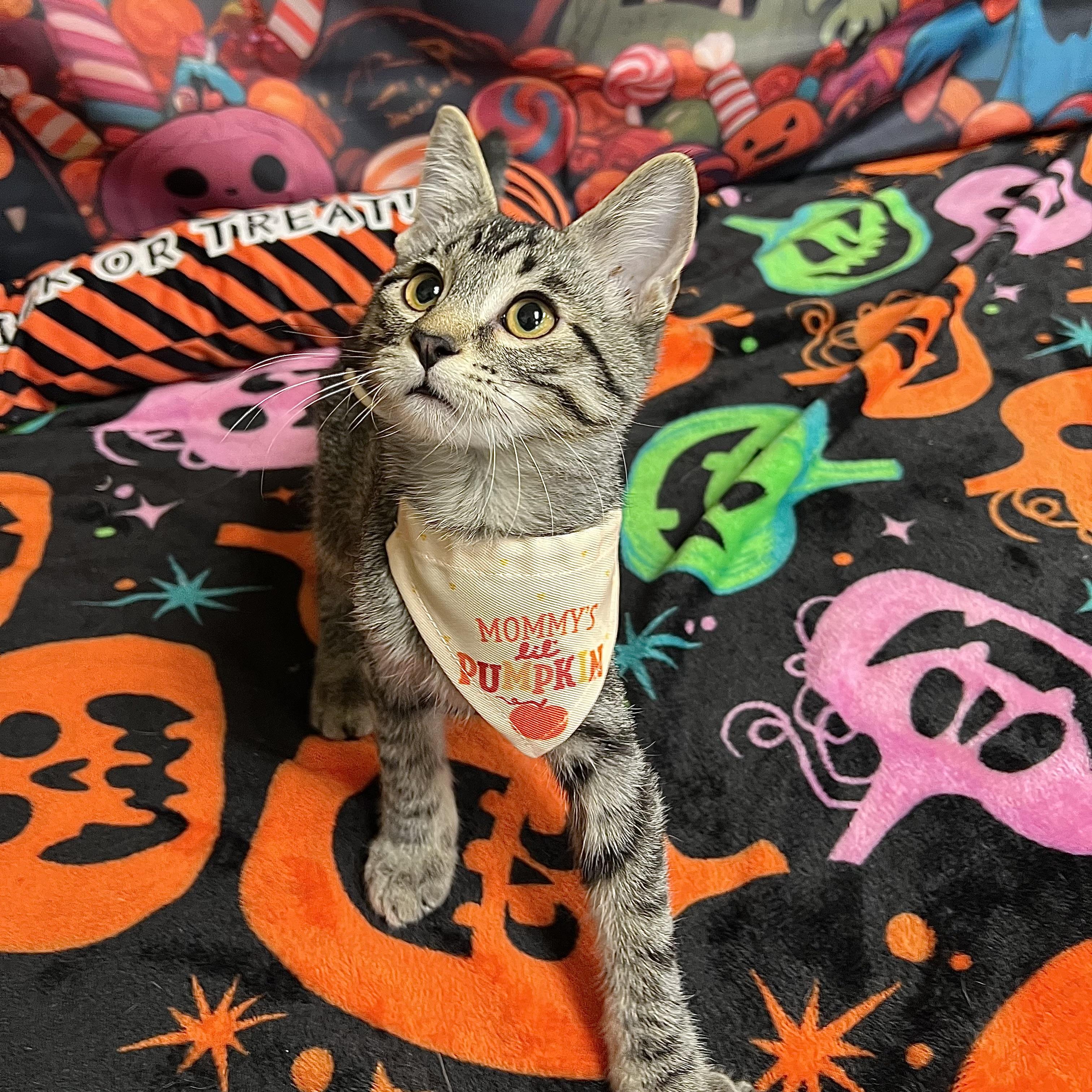Enlarge Macnair - NO FEE (Sponsored by Figueroas Construction), a Adoptable Domestic Short Hair in Fairmont, MN image 5/6