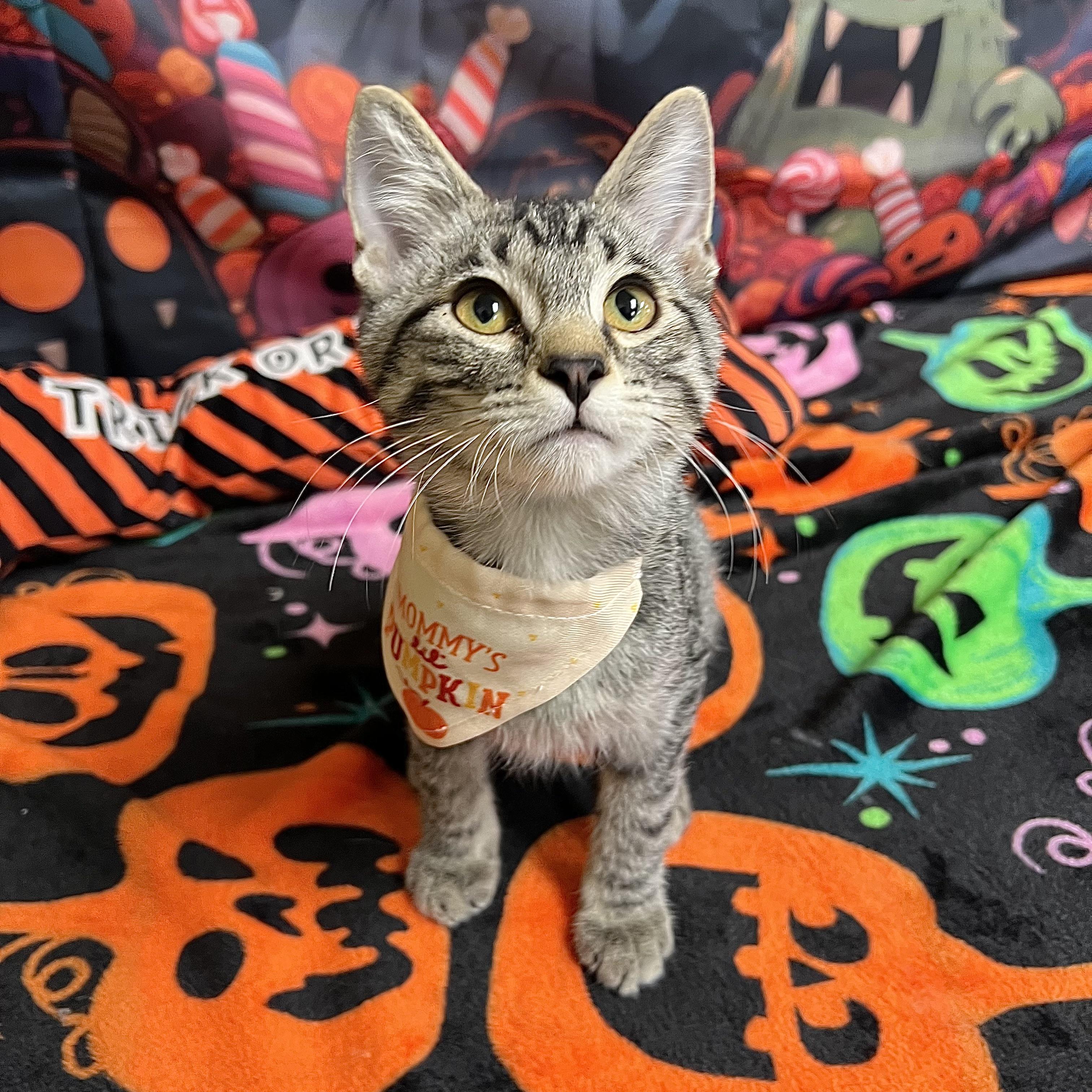 Enlarge Macnair - NO FEE (Sponsored by Figueroas Construction), a Adoptable Domestic Short Hair in Fairmont, MN image 4/6