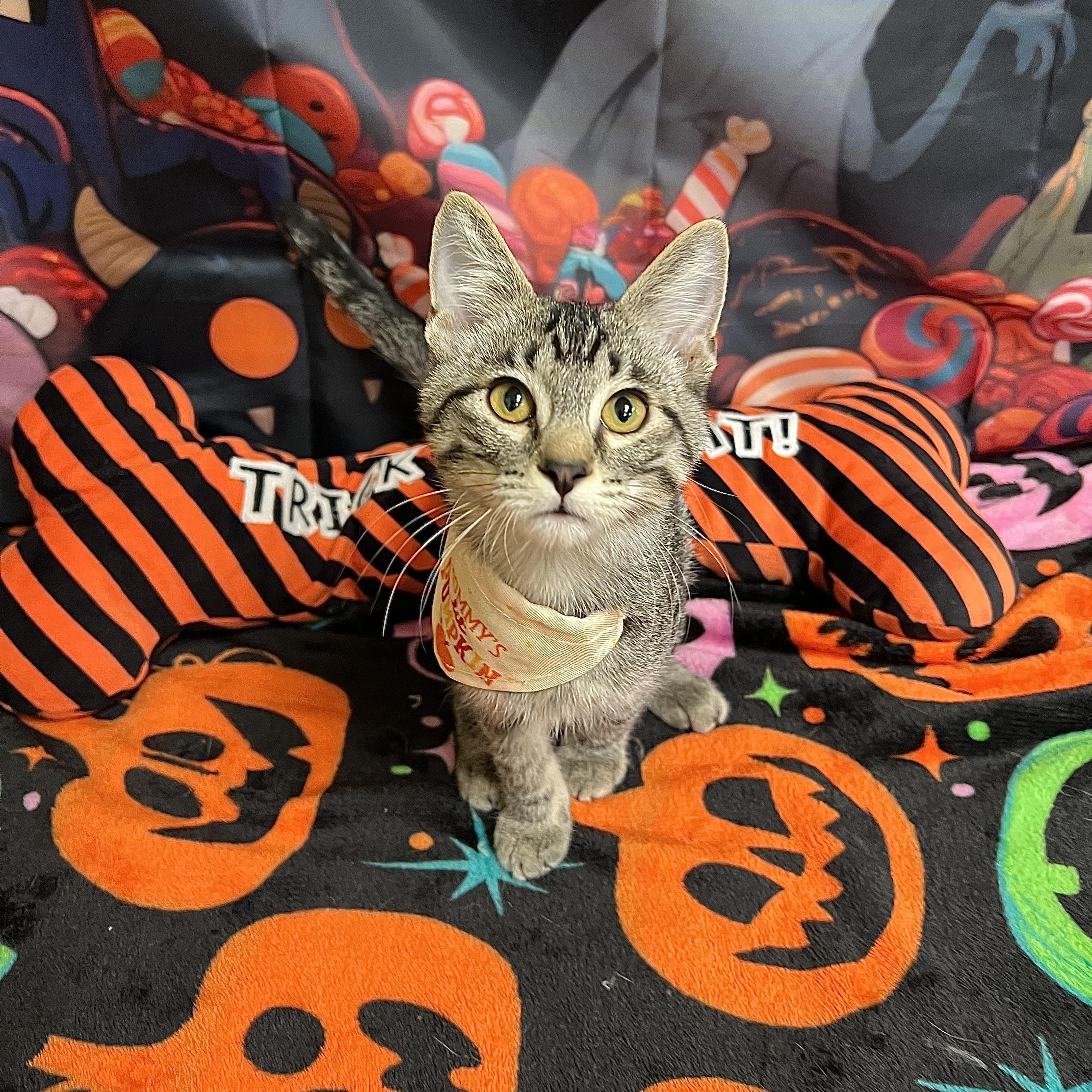 Enlarge Macnair - NO FEE (Sponsored by Figueroas Construction), a Adoptable Domestic Short Hair in Fairmont, MN image 1/6