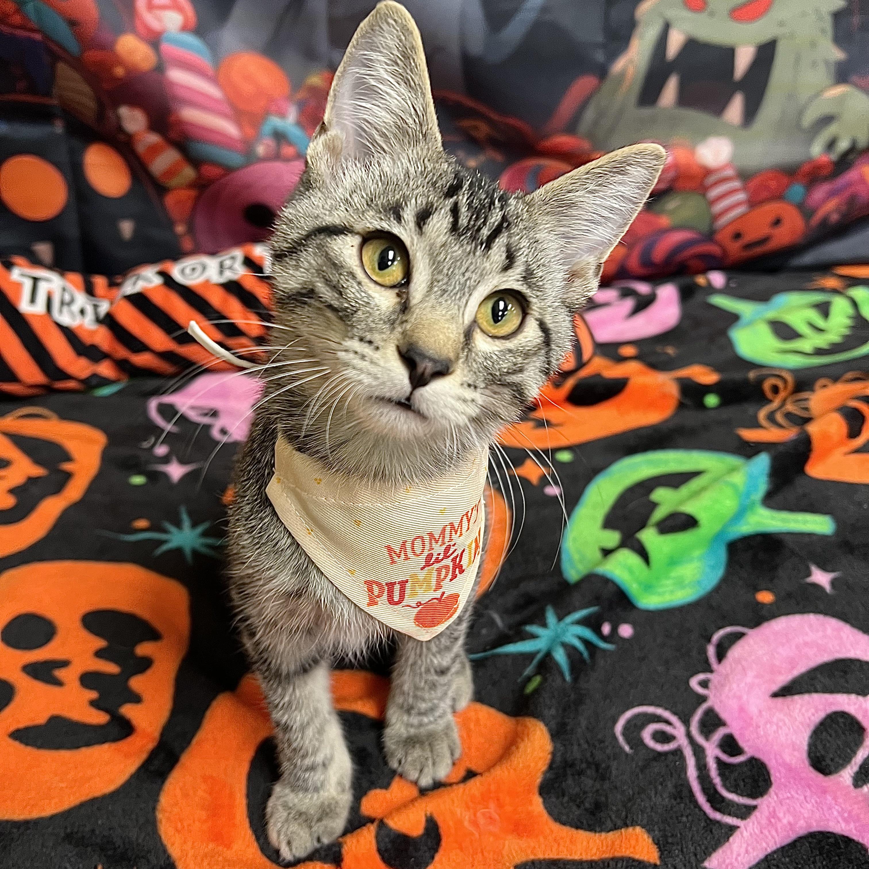 Enlarge Macnair - NO FEE (Sponsored by Figueroas Construction), a Adoptable Domestic Short Hair in Fairmont, MN image 2/6