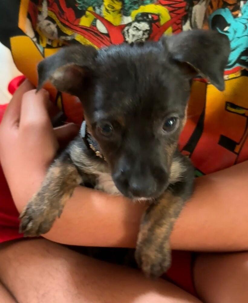 Enlarge Esther, a Adoptable mixed breed in Spokane, WA image 1/6