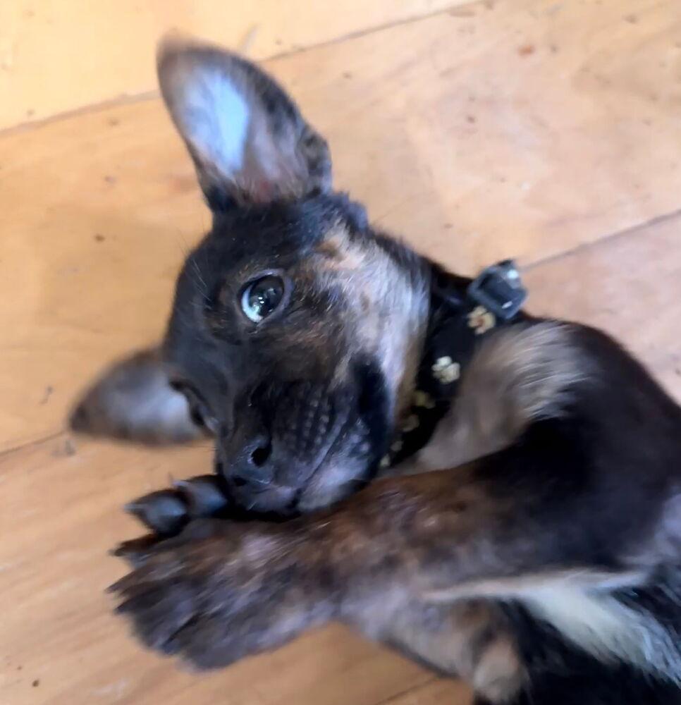 Enlarge Esther, a Adoptable mixed breed in Spokane, WA image 2/6