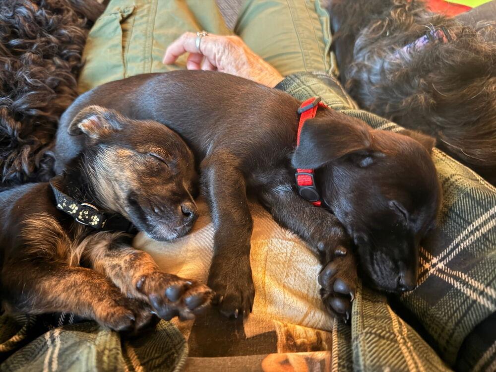 Enlarge Esther, a Adoptable mixed breed in Spokane, WA image 3/6