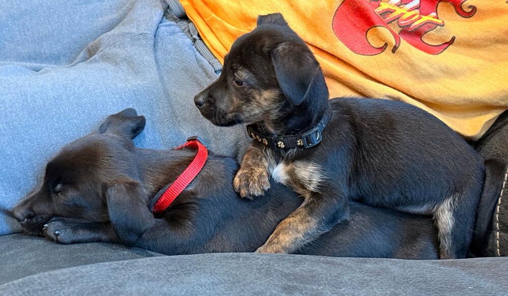 Enlarge Esther, a Adoptable mixed breed in Spokane, WA image 4/6