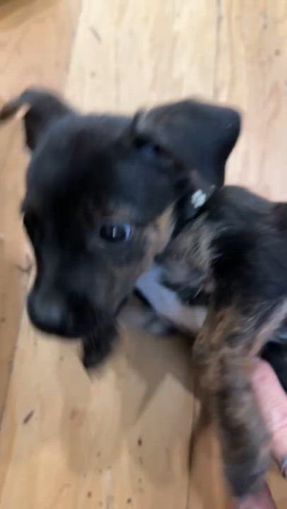 Enlarge Esther, a Adoptable mixed breed in Spokane, WA video 5/6