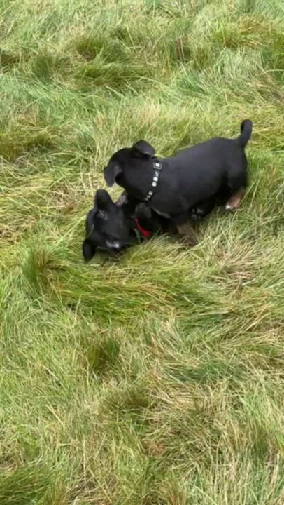 Enlarge Esther, a Adoptable mixed breed in Spokane, WA video 6/6