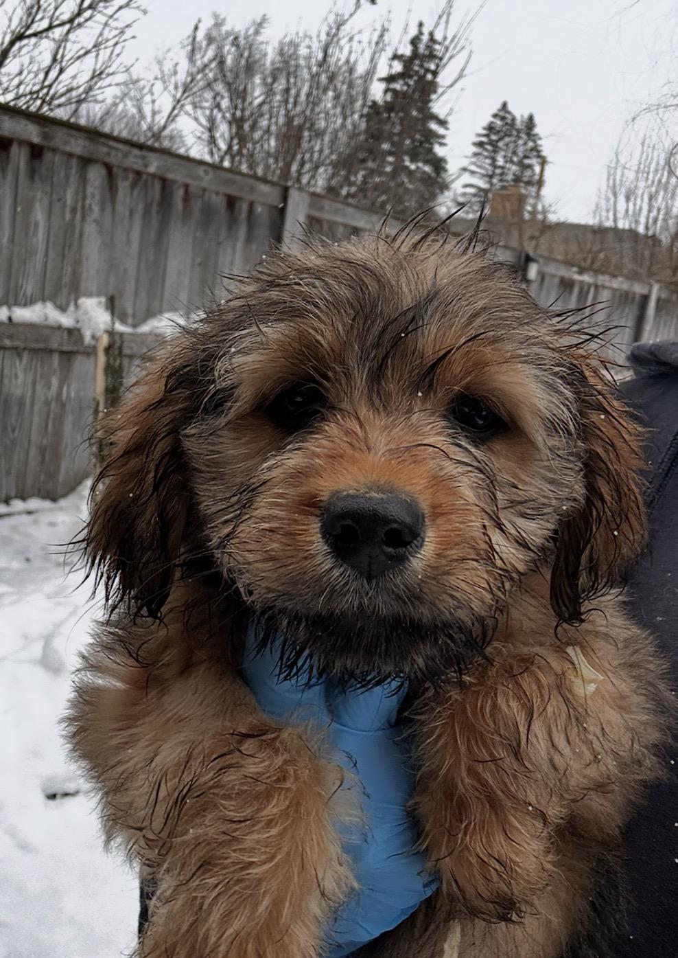 Enlarge Tanager, a ADOPTABLE mixed breed in Arlington Heights, IL image 2/5