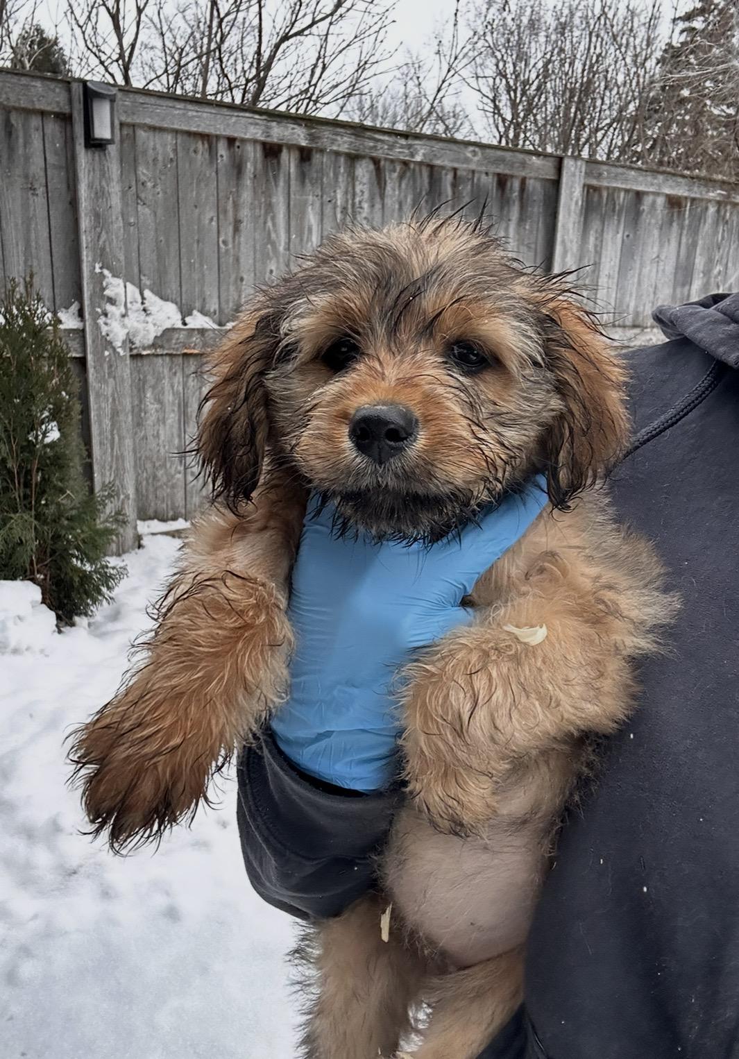 Tanager, ADOPTABLE, Puppy Female Golden Retriever.