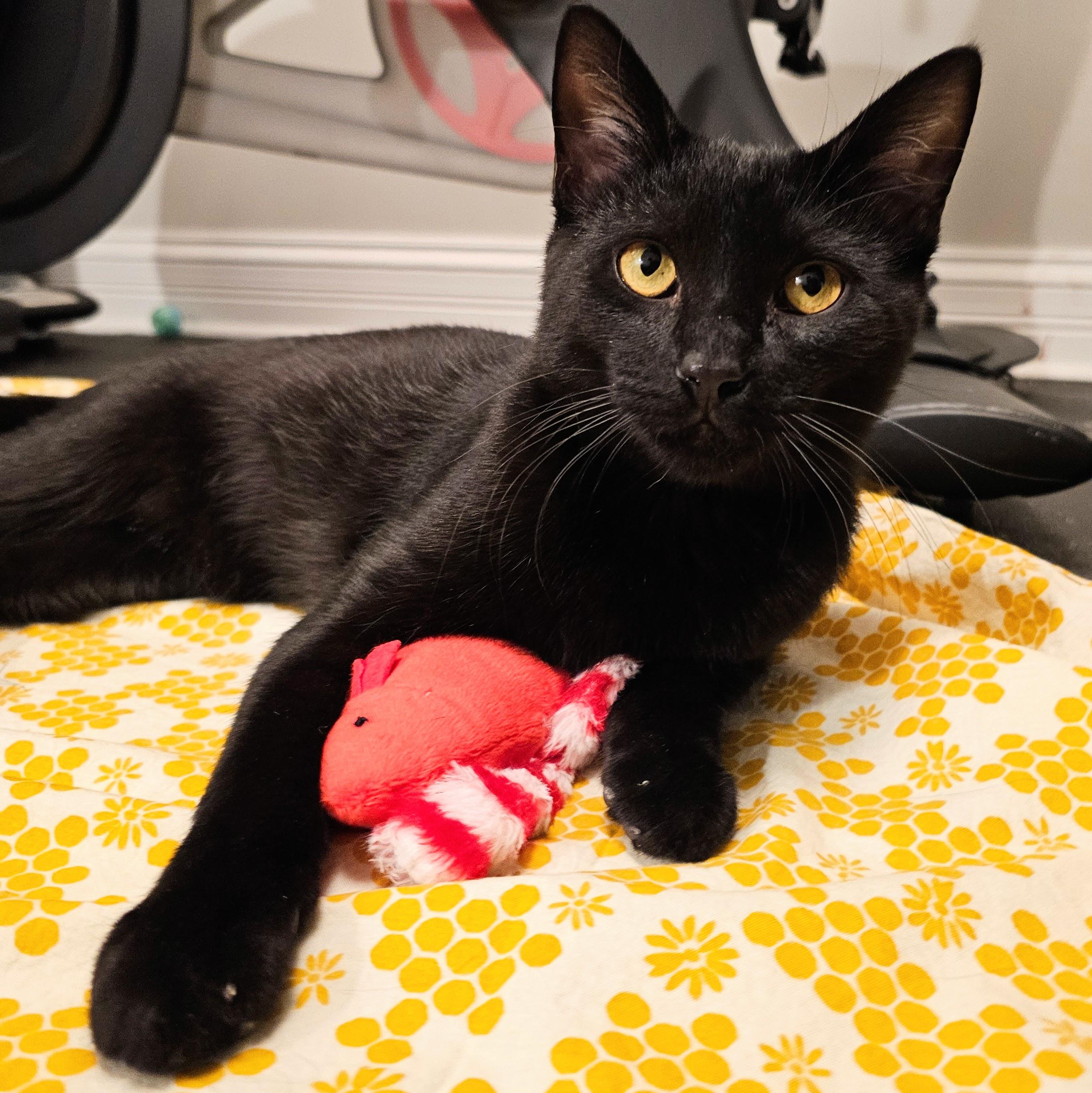Enlarge Brian , a ADOPTABLE Domestic Short Hair in Chicago, IL image 1/6