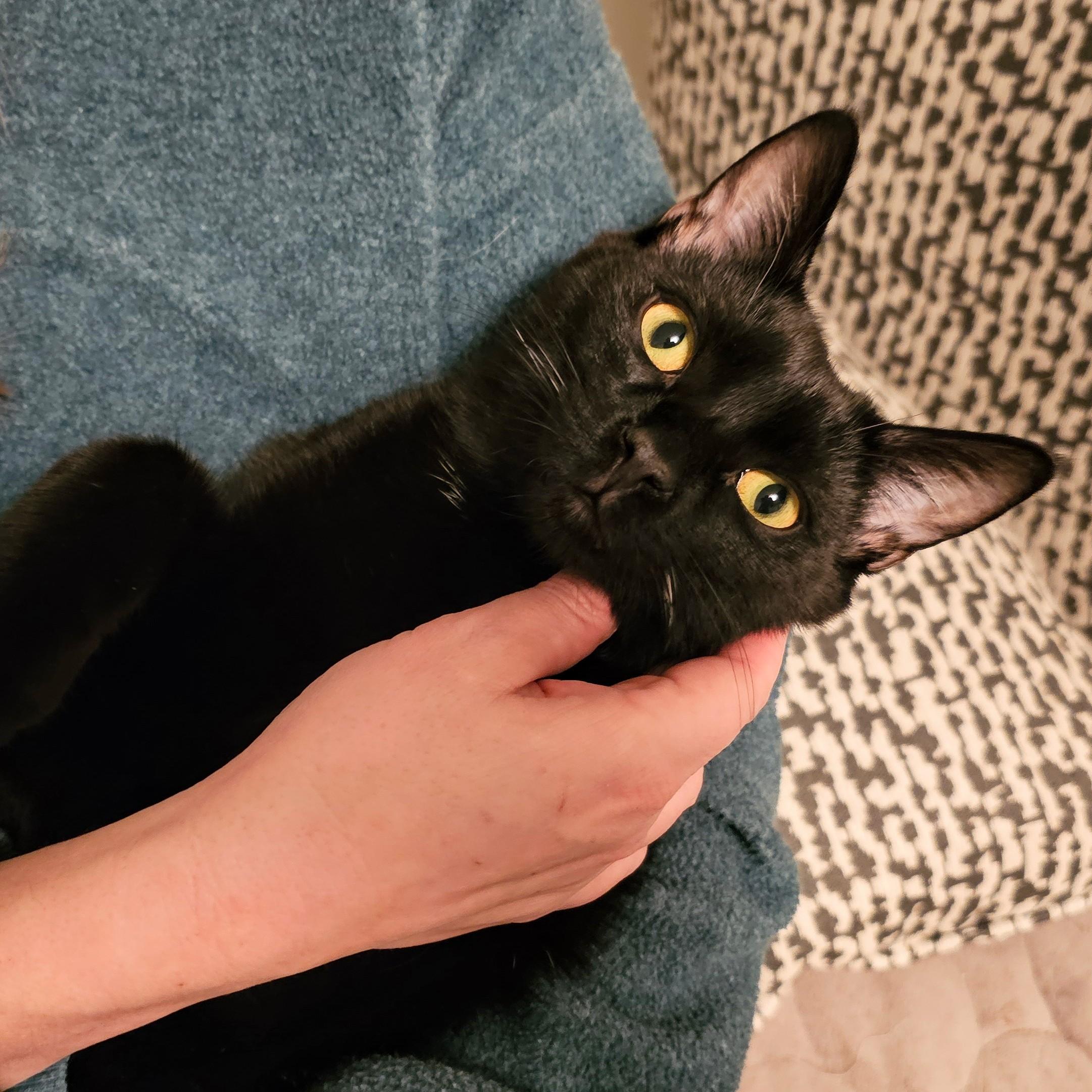 Enlarge Brian , a ADOPTABLE Domestic Short Hair in Chicago, IL image 3/6