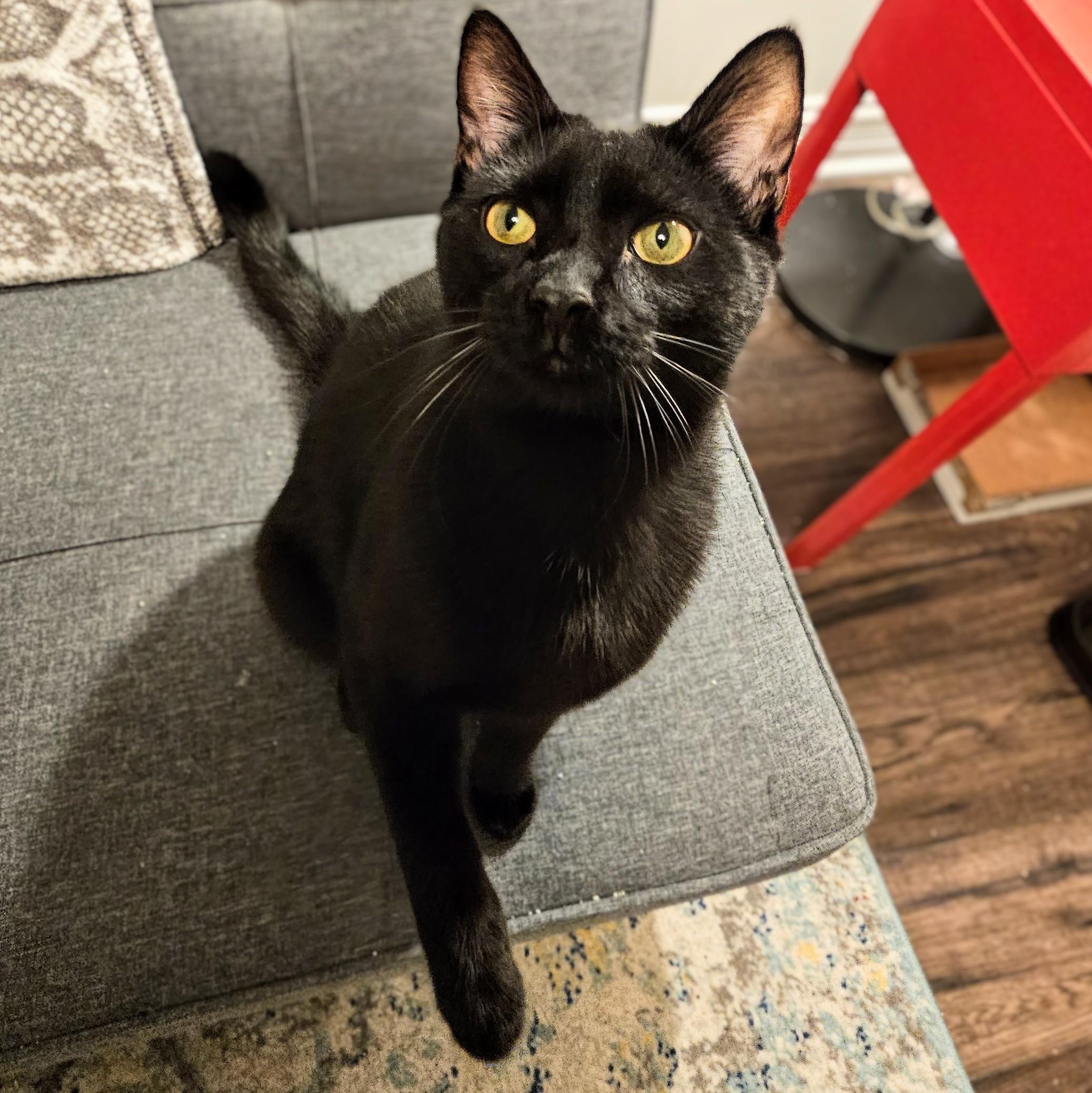 Enlarge Brian , a ADOPTABLE Domestic Short Hair in Chicago, IL image 4/6