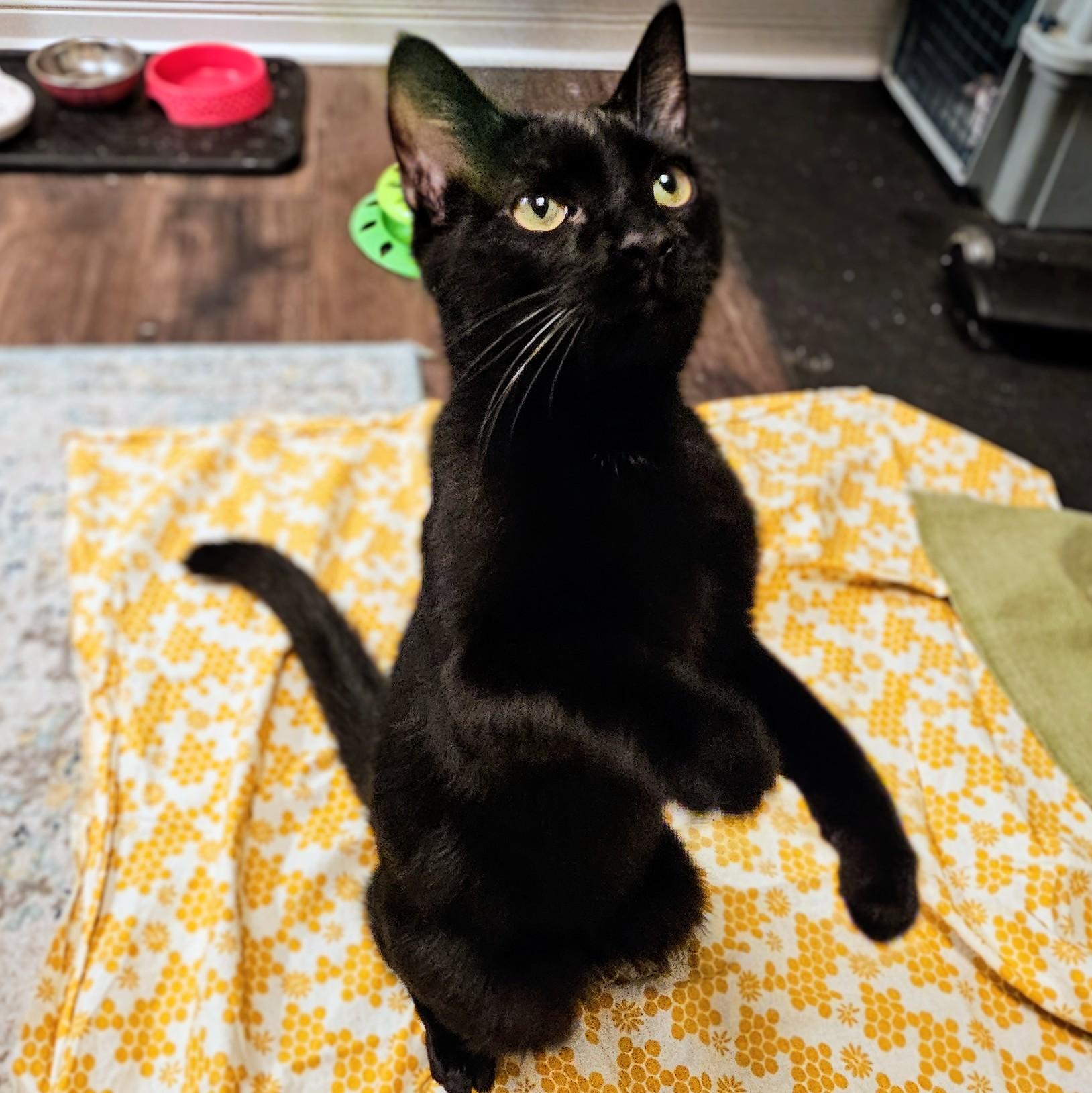 Enlarge Brian , a ADOPTABLE Domestic Short Hair in Chicago, IL image 5/6