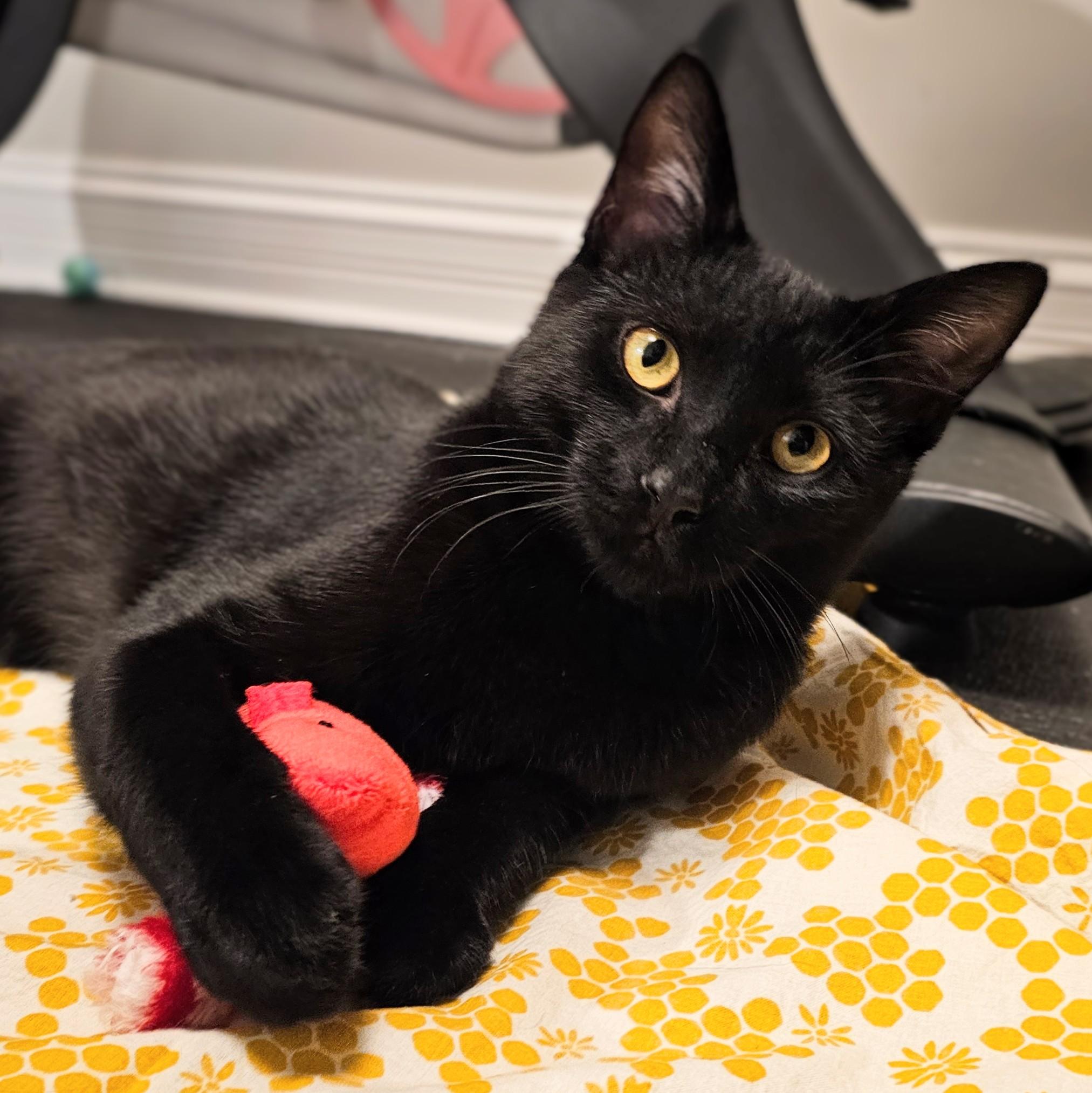 Enlarge Brian , a ADOPTABLE Domestic Short Hair in Chicago, IL image 6/6
