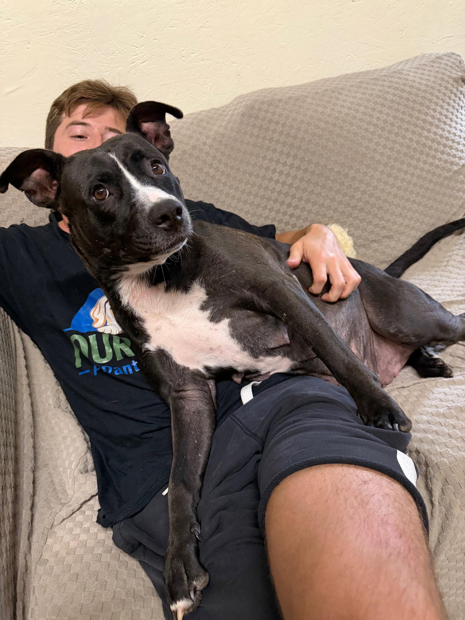 Queenie, Adoptable, Adult Female American Staffordshire Terrier.