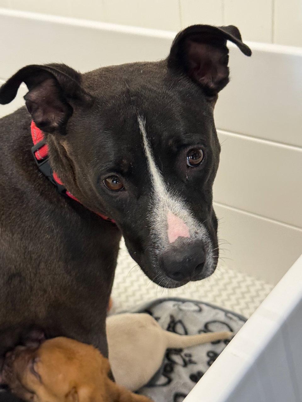 Enlarge Queenie, a Adoptable American Staffordshire Terrier in GILBERTS, IL image 2/3
